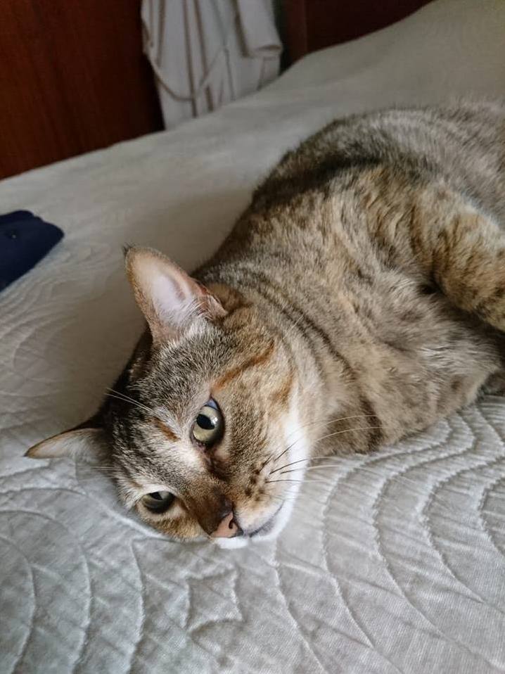 She Has Diabetes and Needs to Be Taken Care of So for the Last Two Years She Has Been Staying with My Grandma, I Still Get to See Her Every Now and Then,meet Juliet