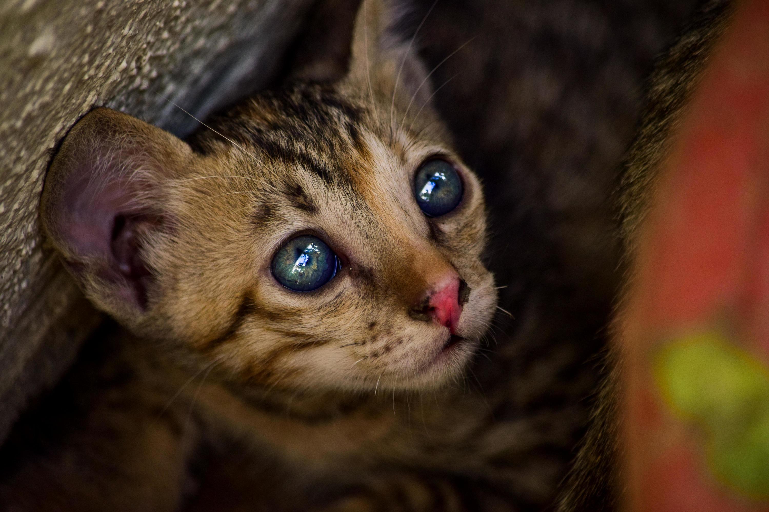 She Has Got Blue Eyes.