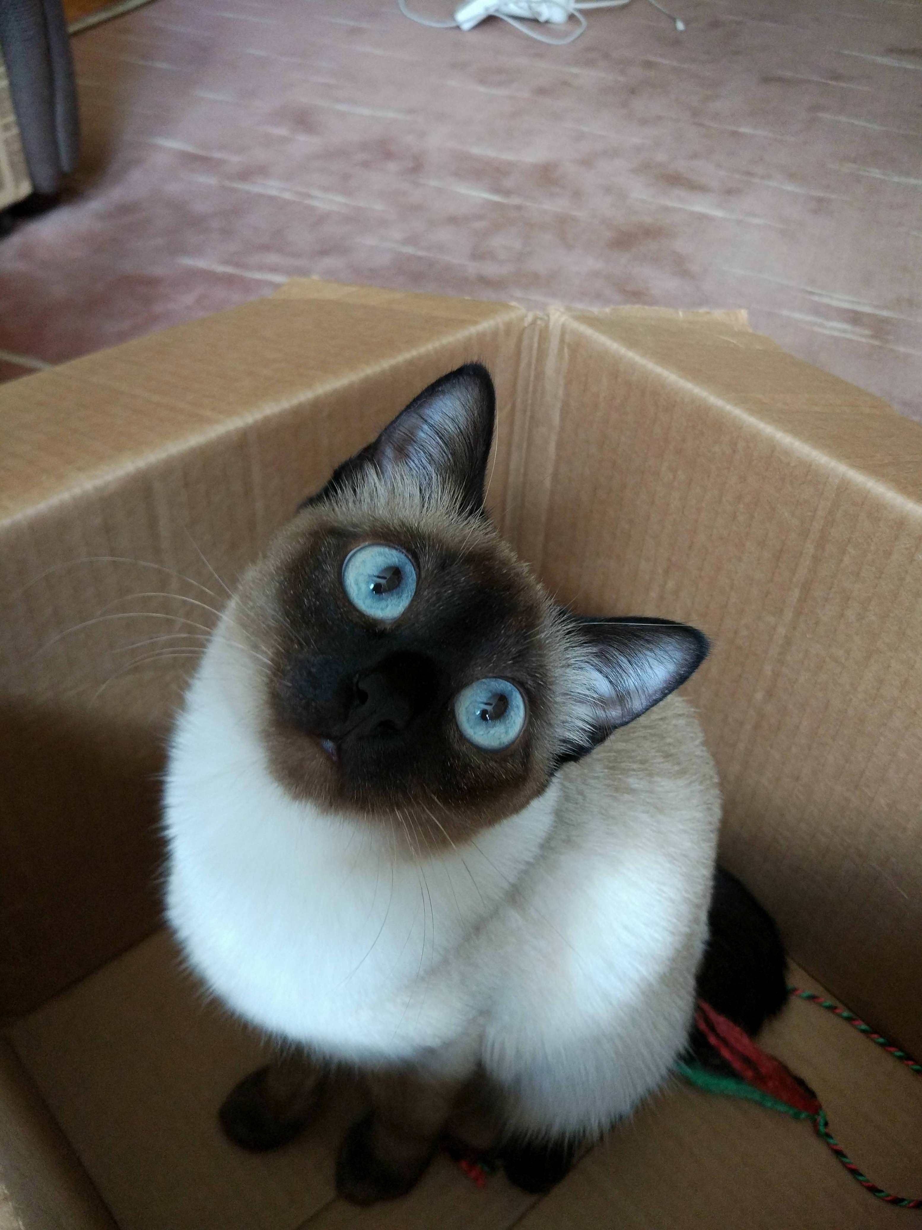 She Loves to Stay in Her Box