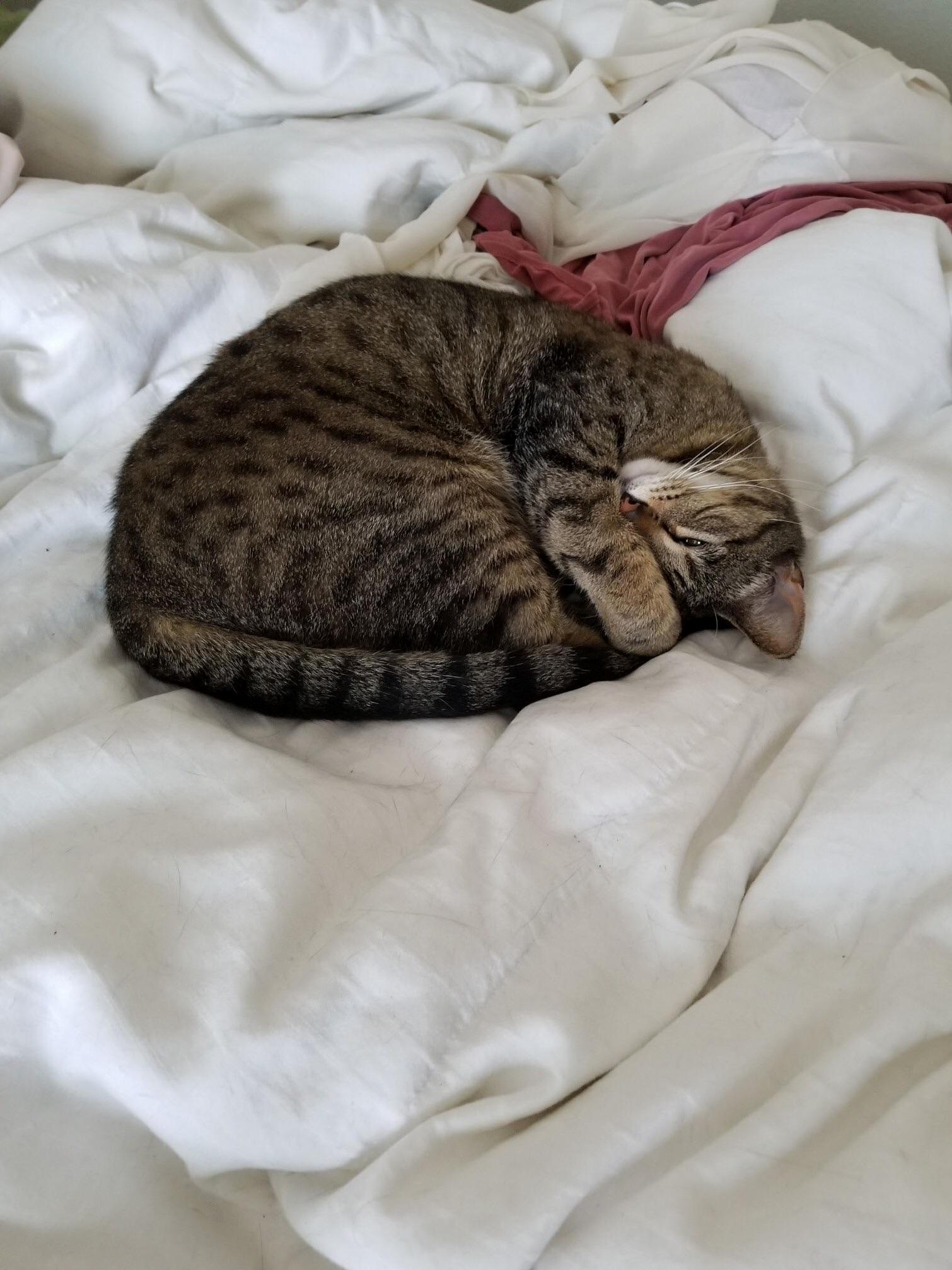 She Sleeps Like This Often. Its My Favorite Thing.