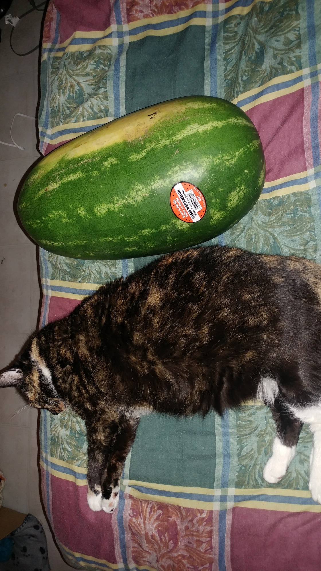 Sheba at 16. Her Sister Passed Recently. Shes My Best Friend and Then Only Thing Left I Care About. Jumbo Watermelon for Scale