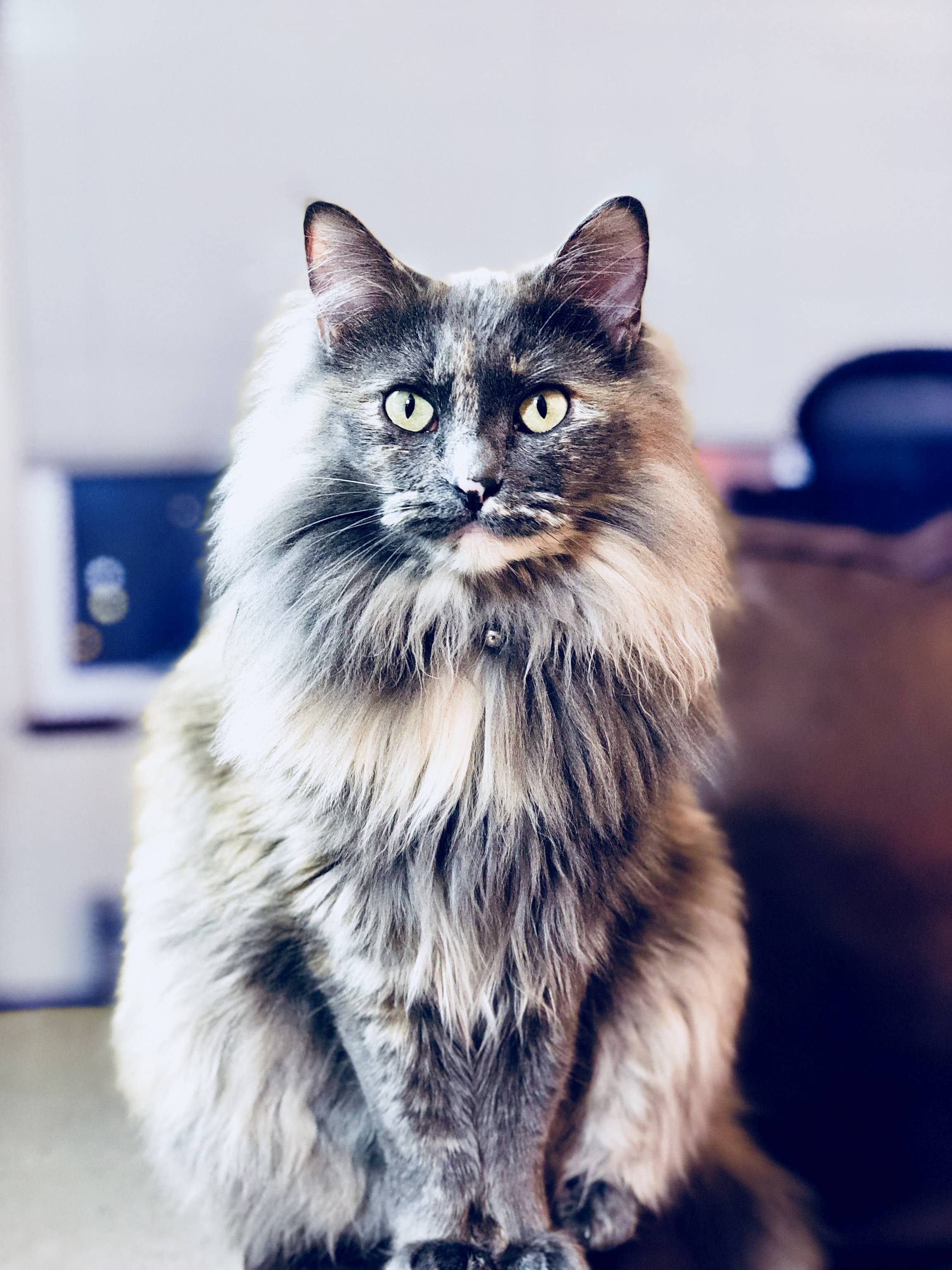 Shes Rarely This Regal, Meet My Box Kitty Alice!