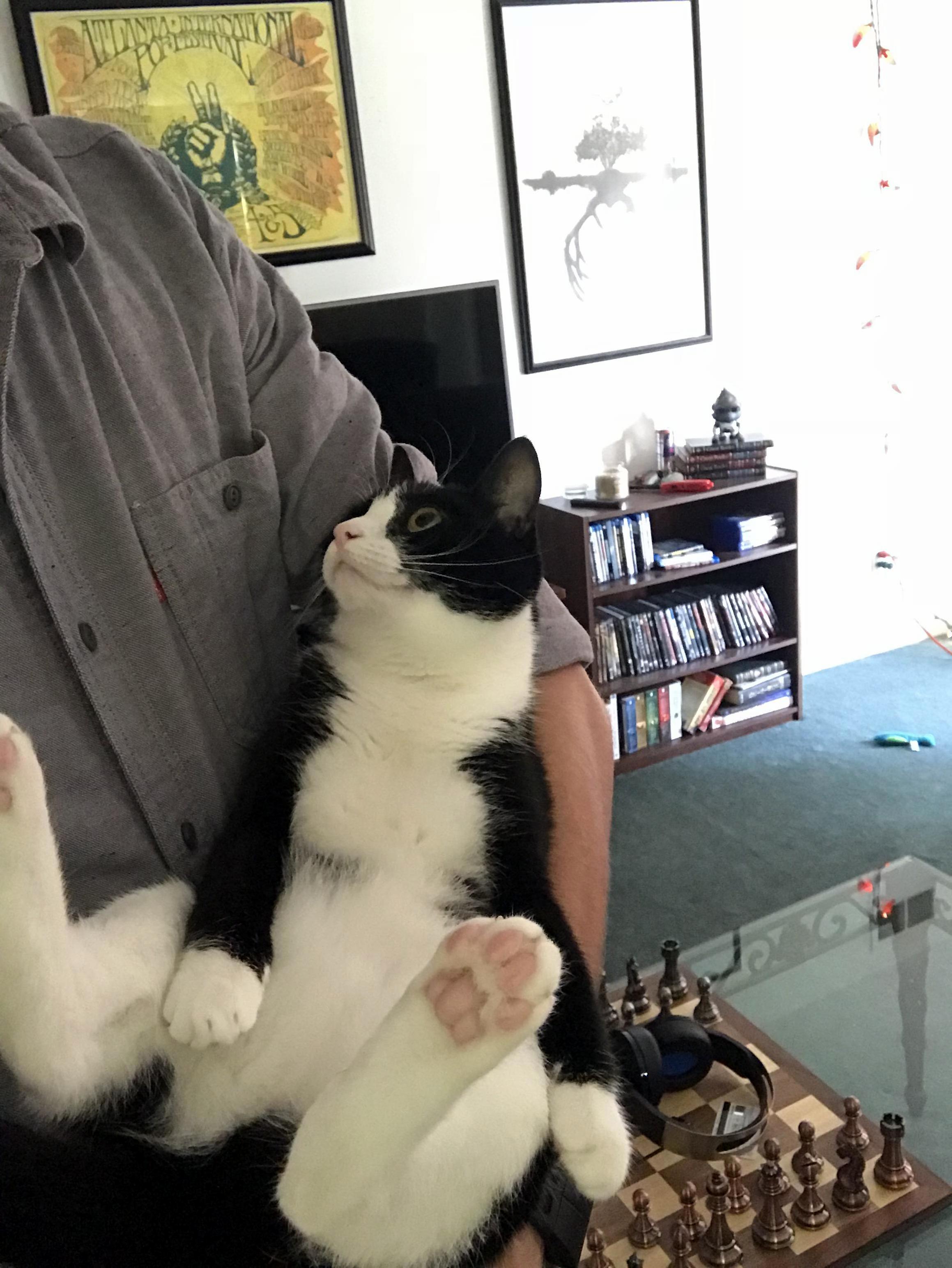 Since You Guys Liked Our First Pic So Much I Thought Id Share Another Feat. Extra Toe Beans