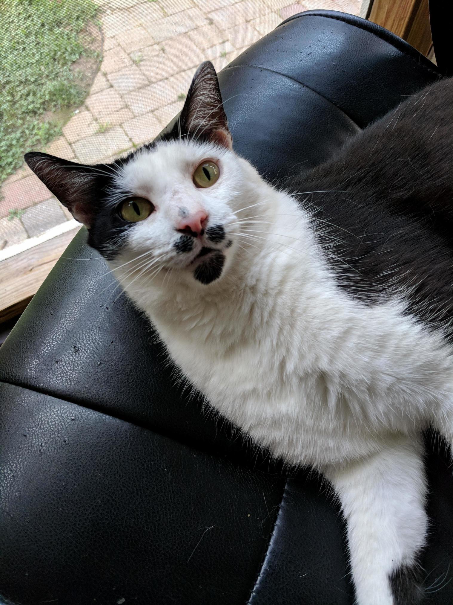 Sir Nibbler Chilling After a Long Hot Day Chasing Birds