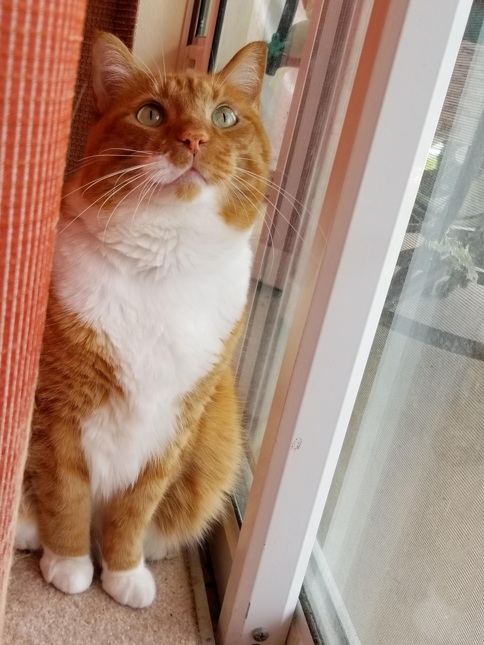 Sir Otis, the Most Handsome A-hole in All the Land
