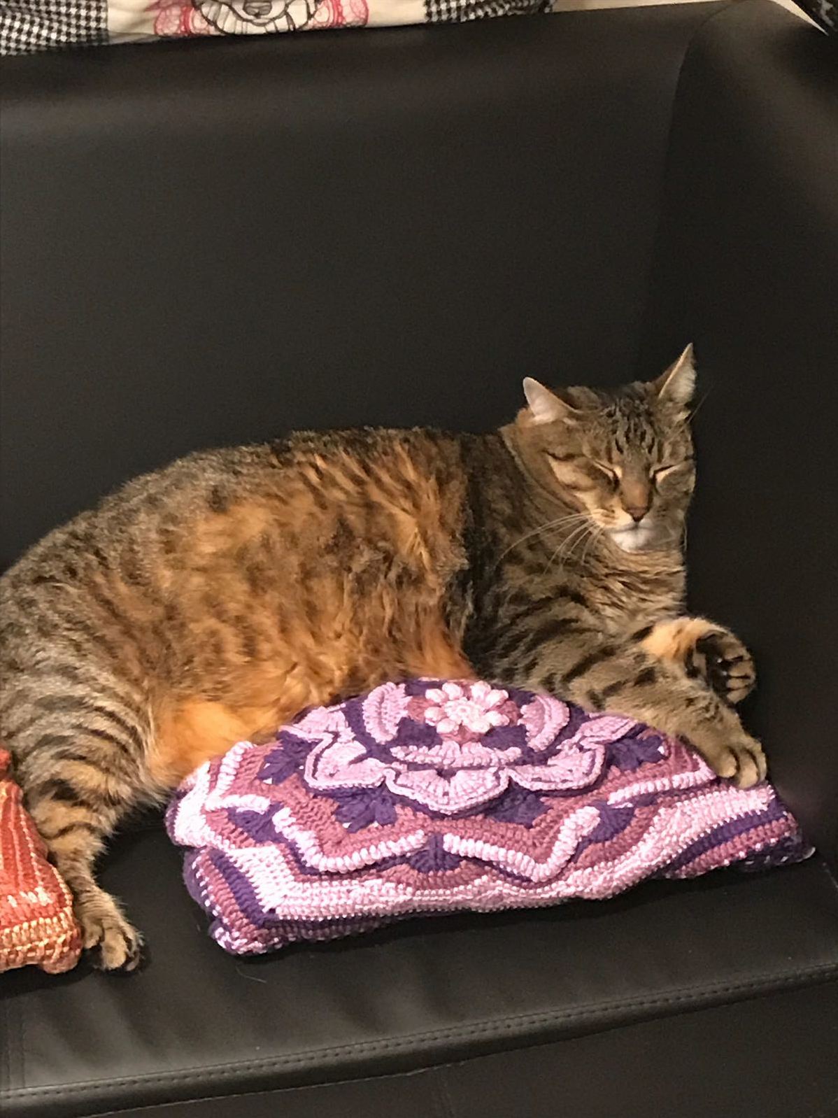 Sleepy Cat, He Is Kinda Fat but We Love Him and He Is on a Diet.