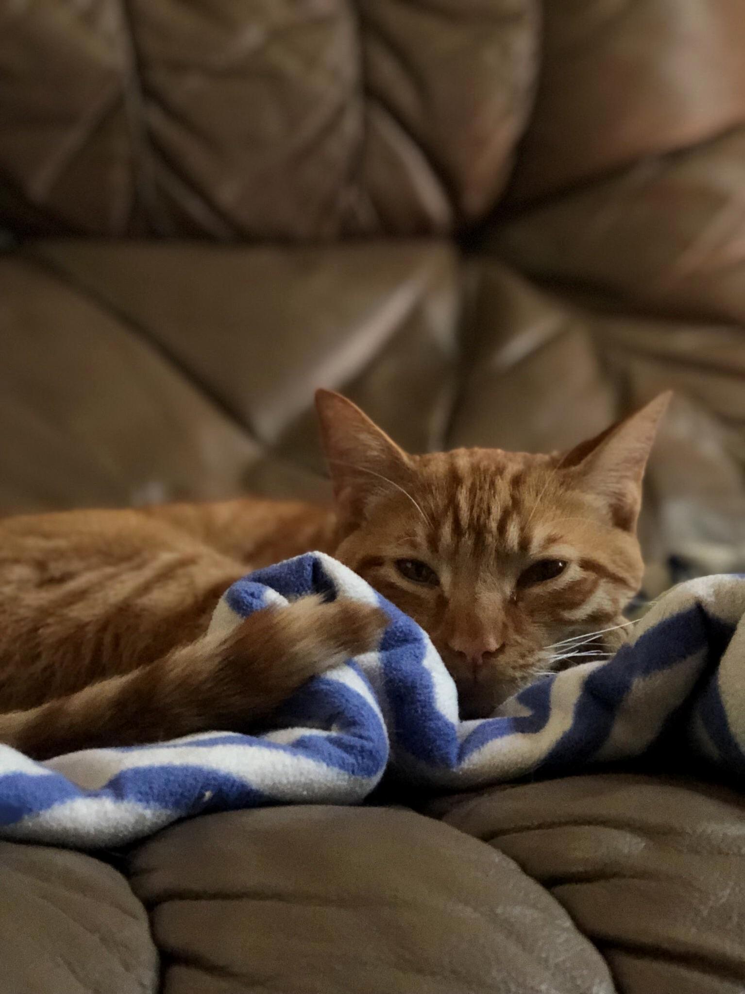 Sleepy Ginger Boy!