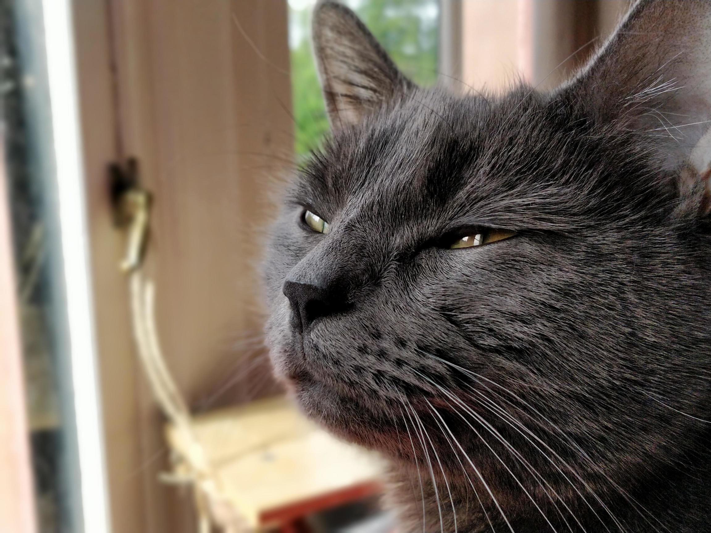 Smokey Joe and His Discerning Stare