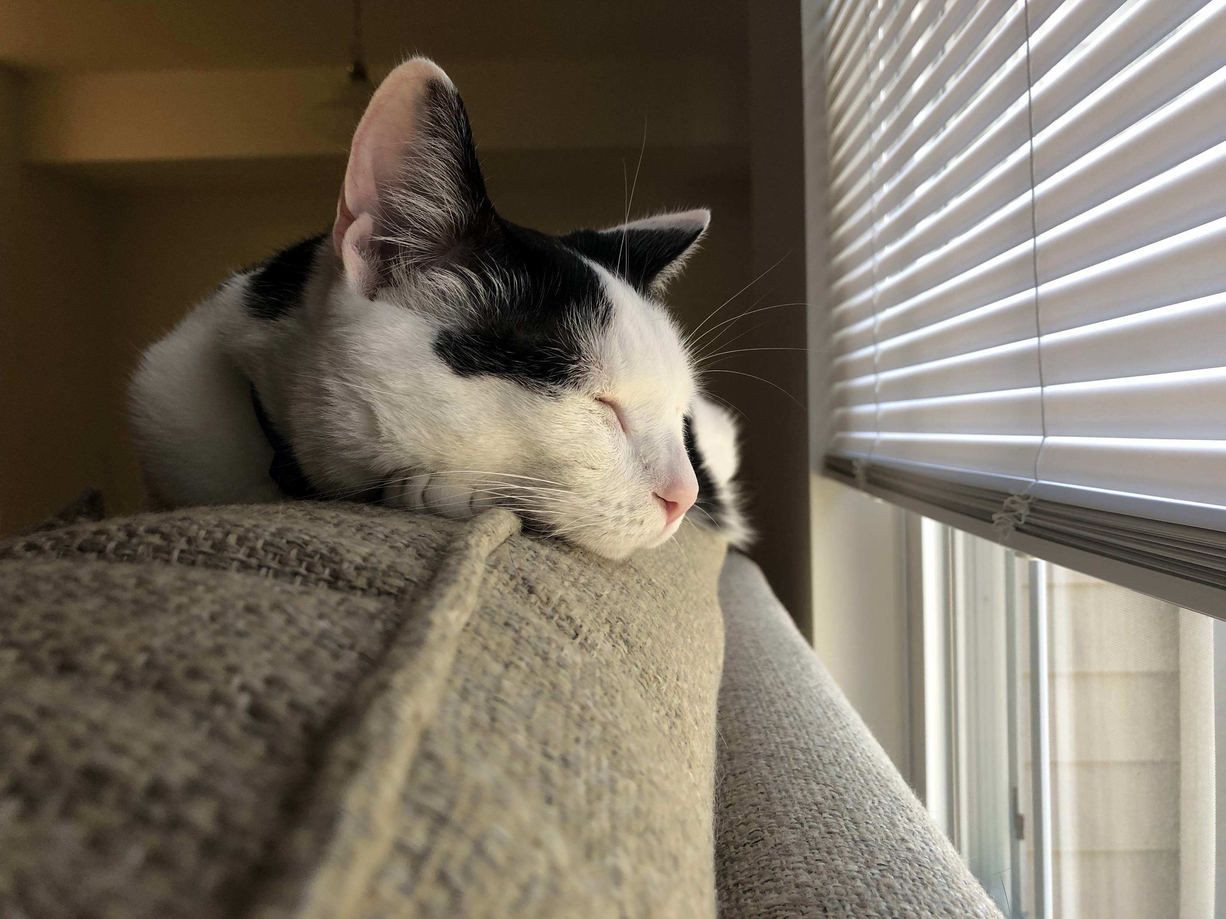 Snoozing on a Lazy Sunday Afternoon