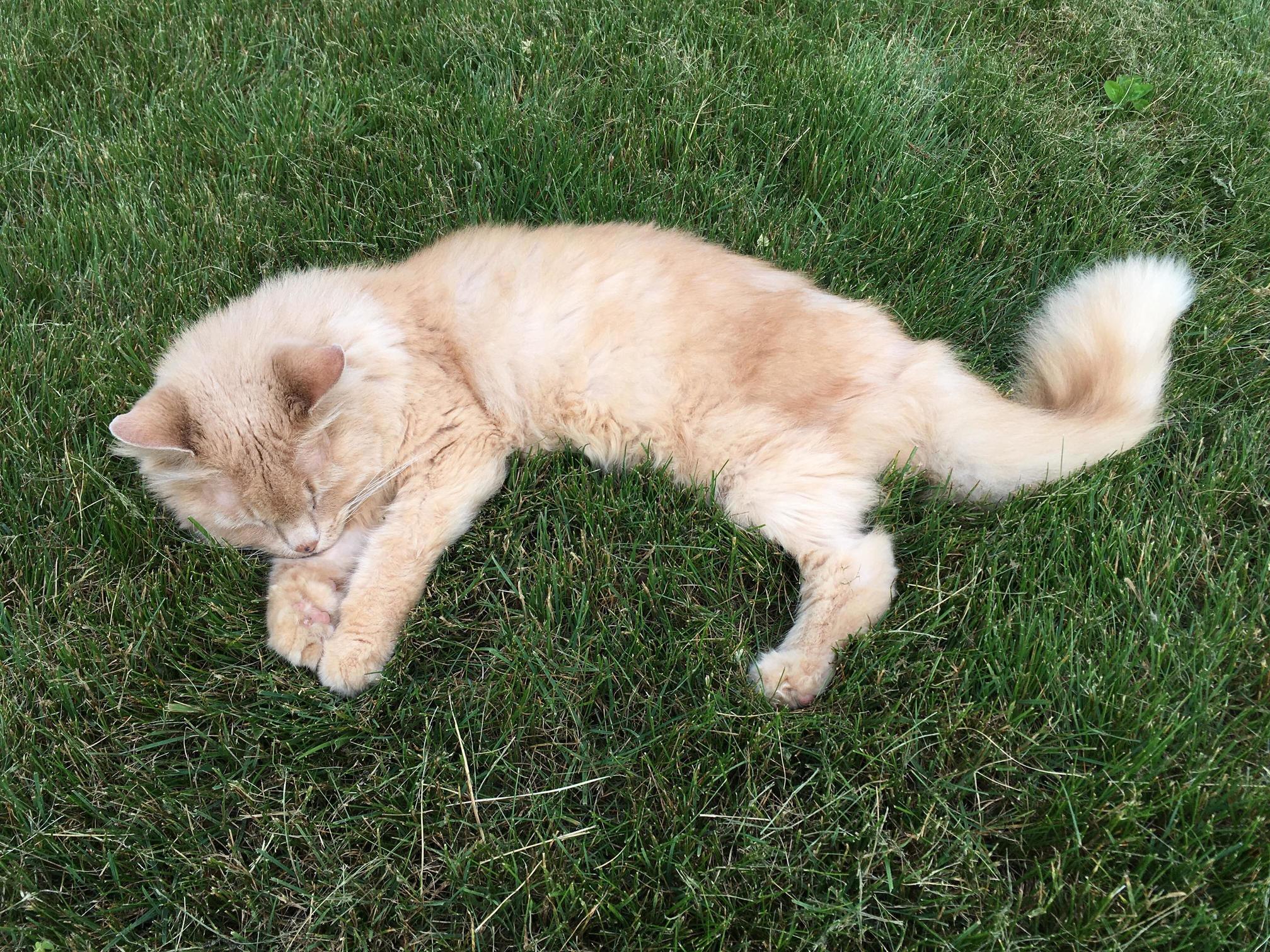 So I Took My Cat Outside Today to Get Some Exercise... 5 Minutes Later I Look Over and See This