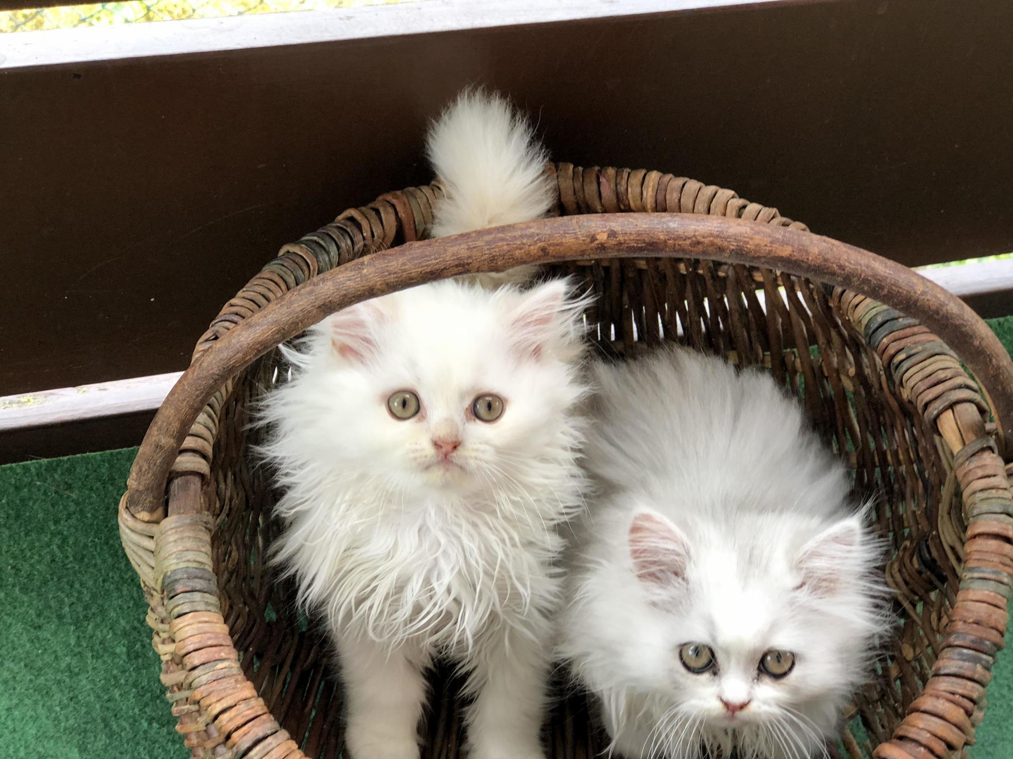 So These Two Finally Have a Name. Meet Mr.darcey (Left) and Elizabeth
