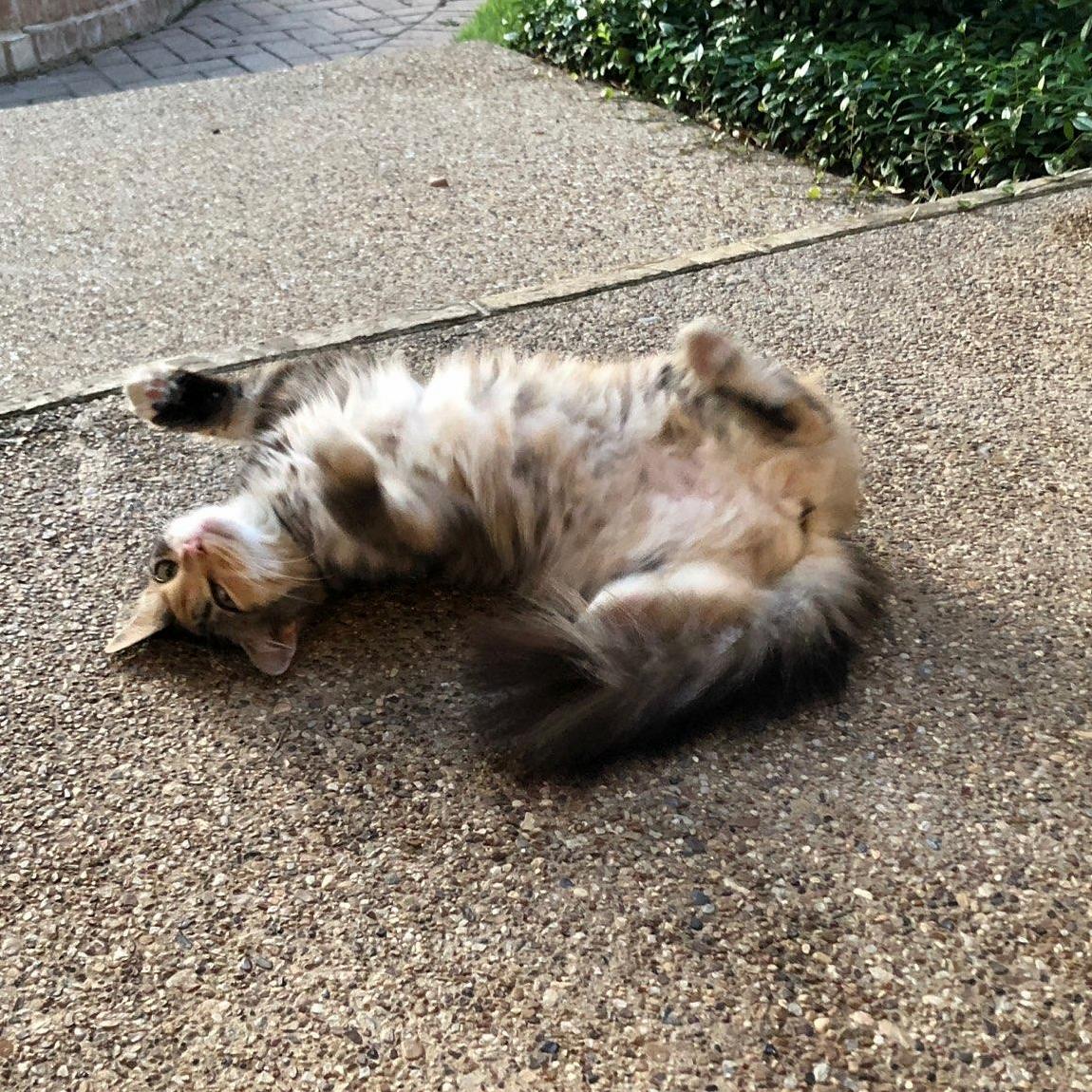 So This Beautiful and Friendly Cat Hangs Out All Day at My Sisters Friends House (They Fed Her Once). Fur Is Well Kept, No Chip Though.