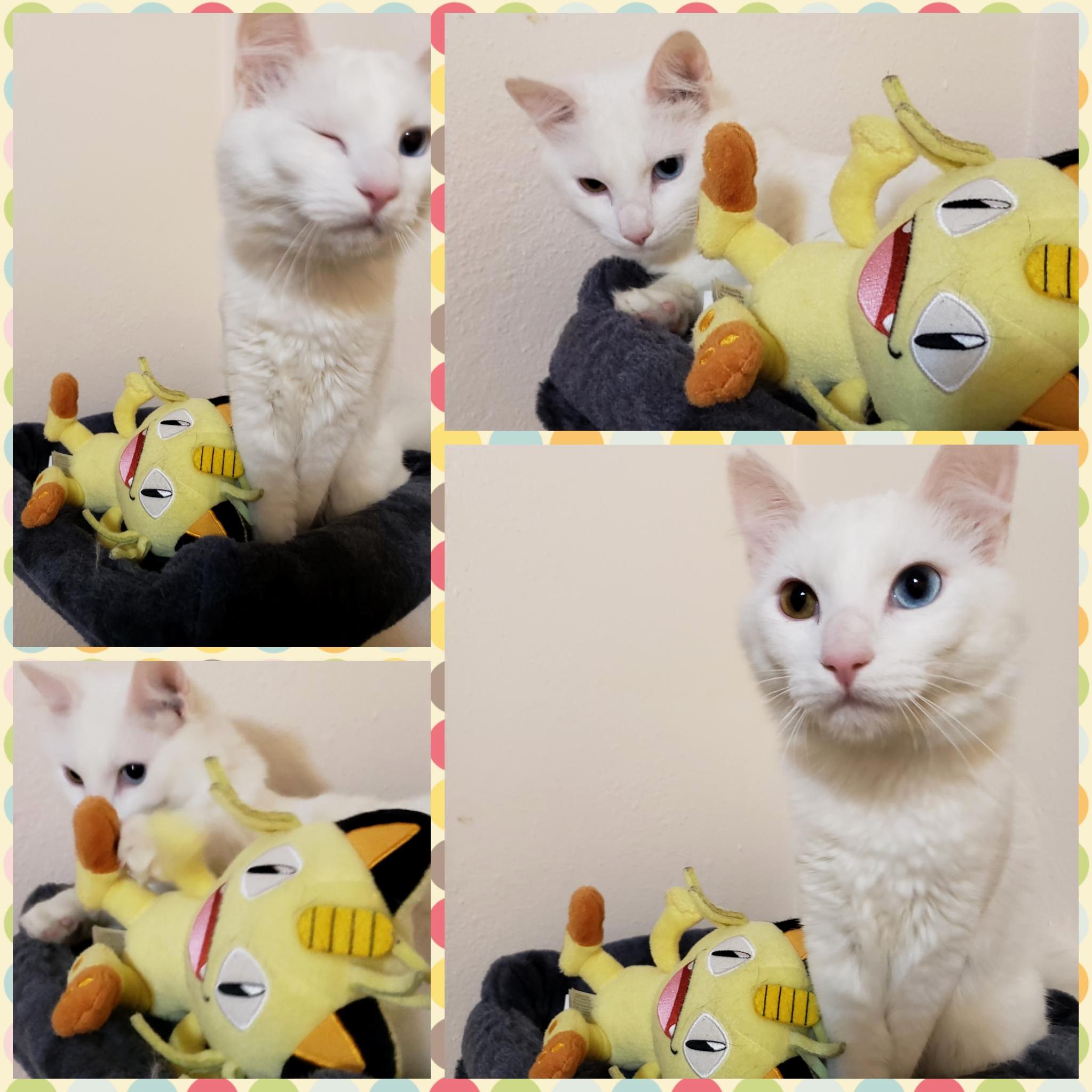 Someone Just Got a New Roommate and Hes None Too Happy About It Lol