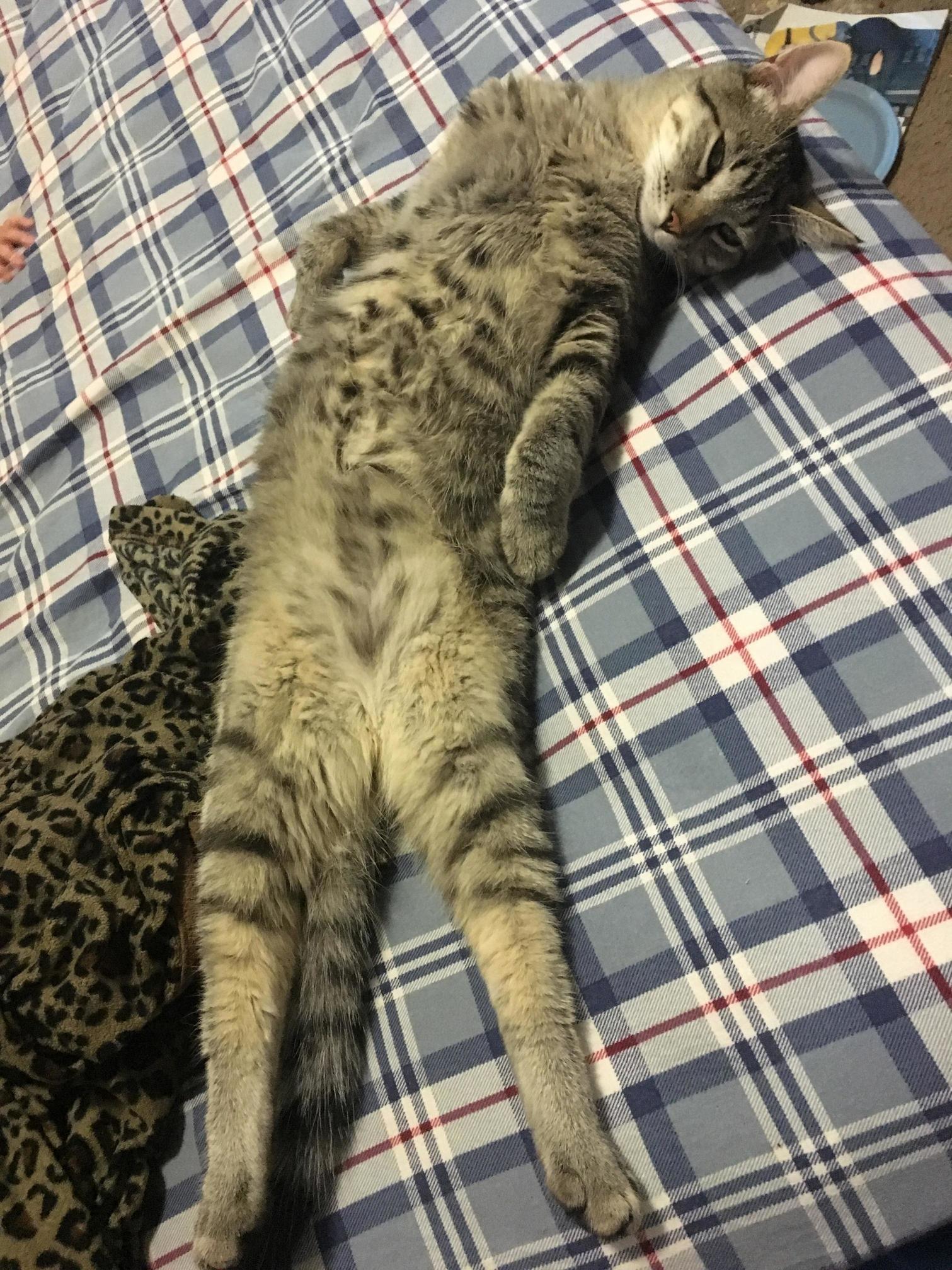Sometimes I Think He May Be Part Dog.