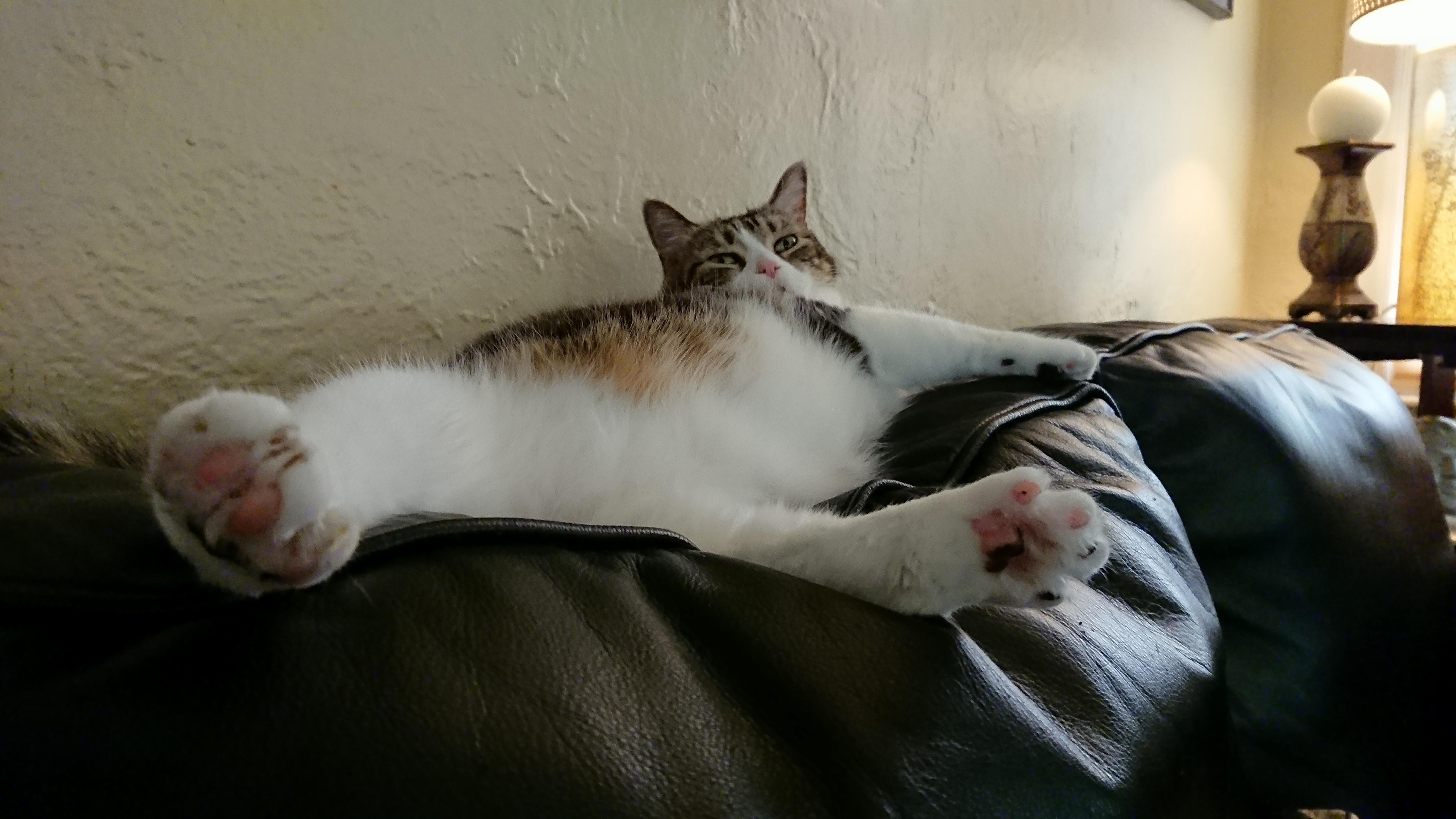 Splay
