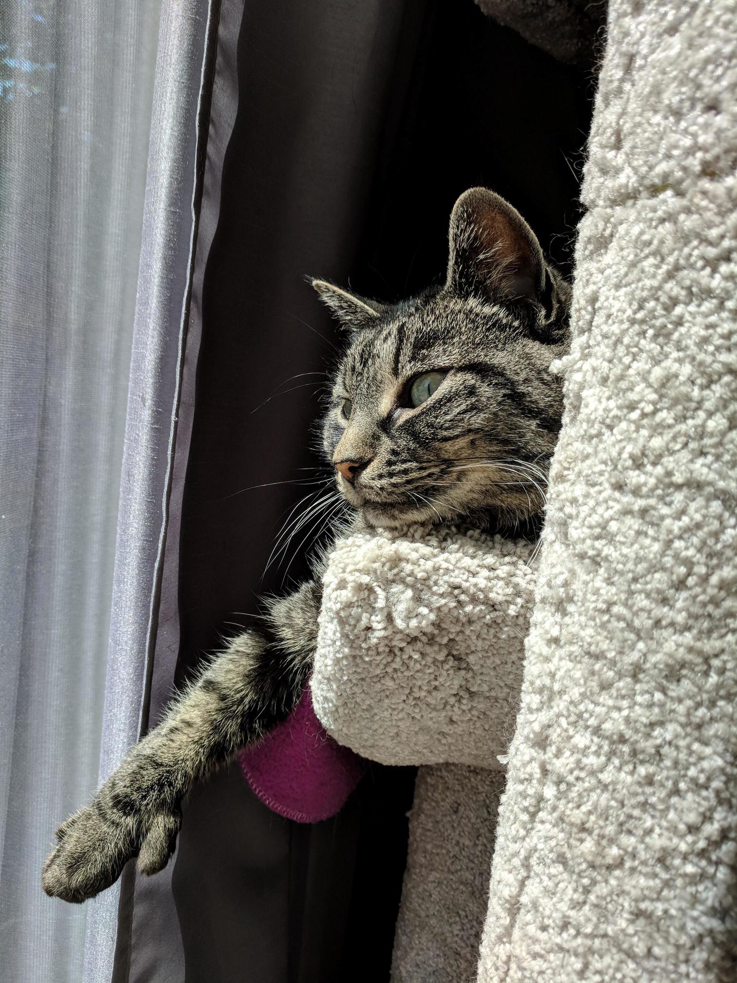 Stubbs Showing Off Her Thumb