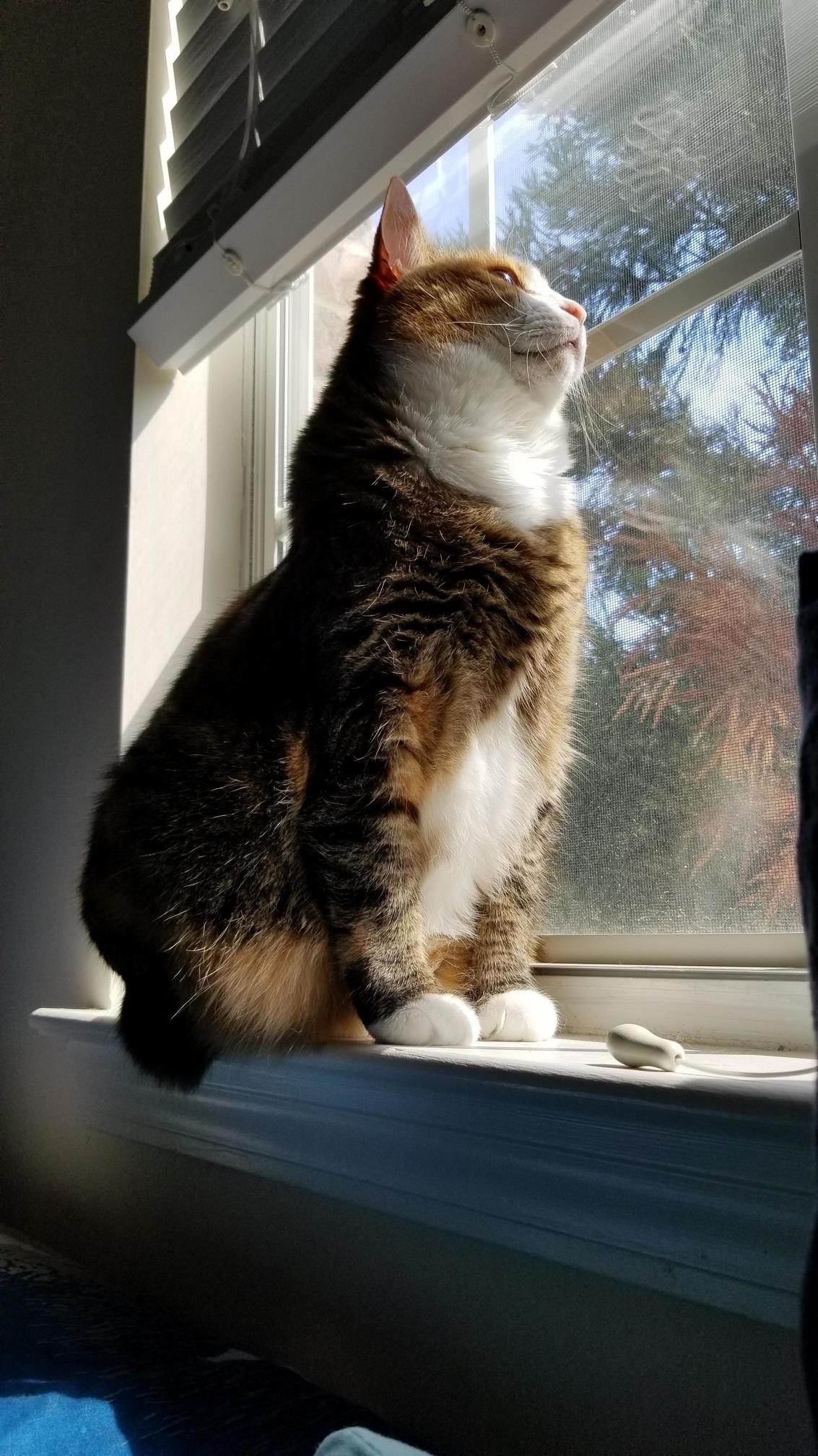 Such Majestic. Much Warm.