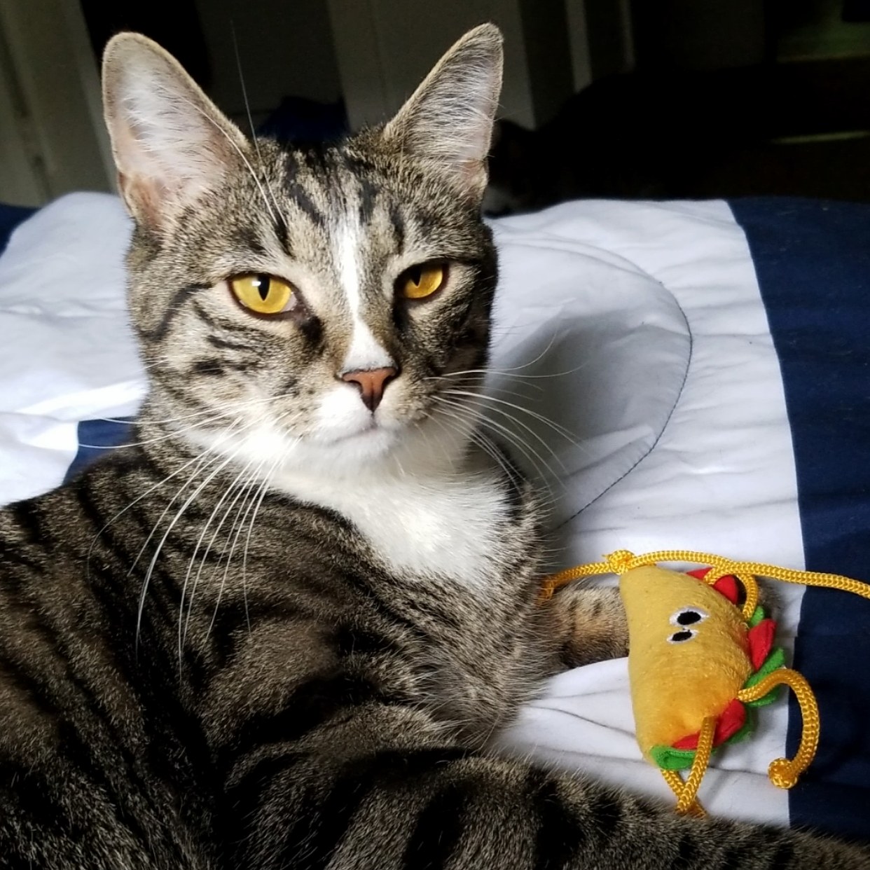 Tacocat Wanna Taco Bout It
