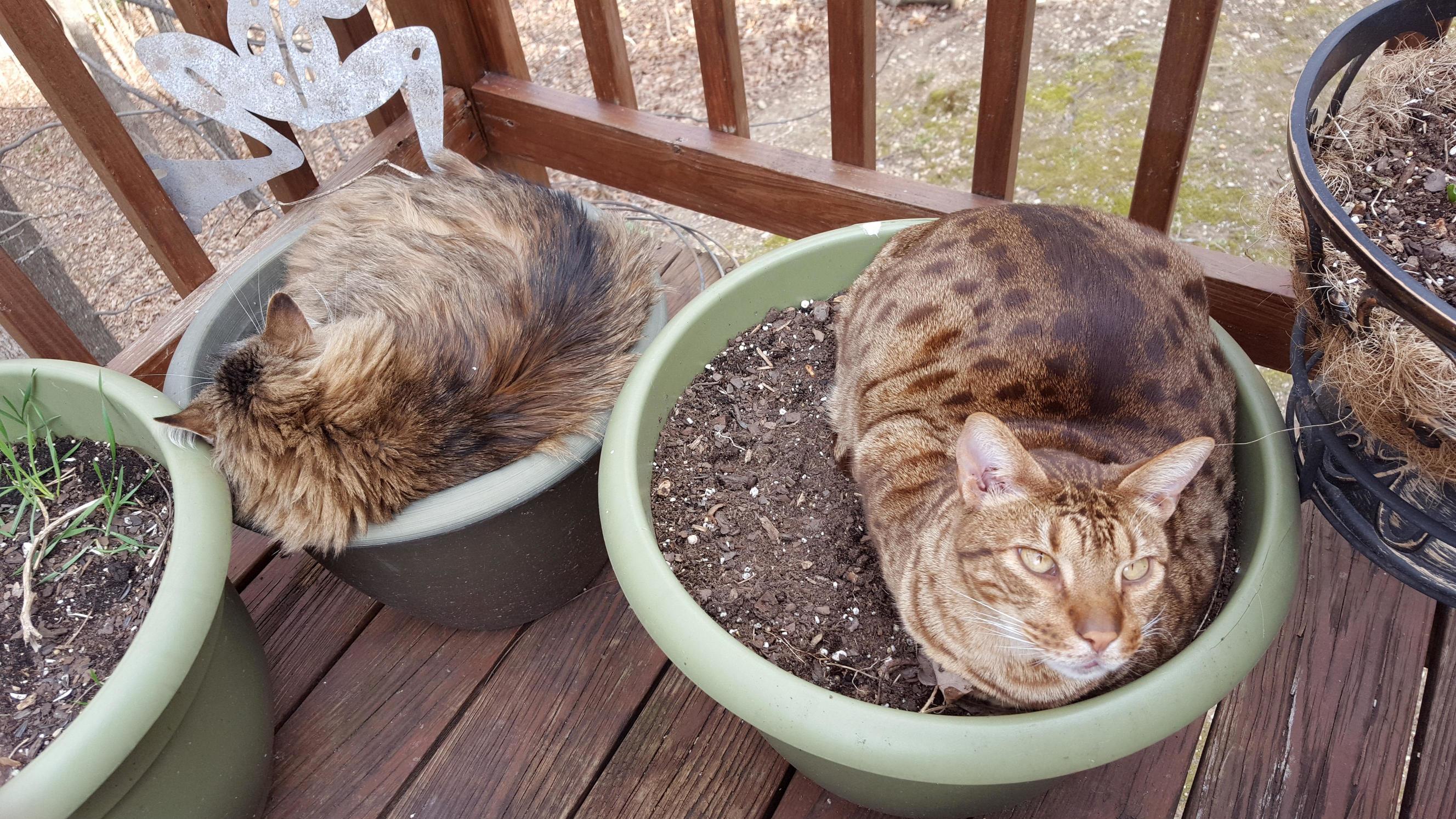 The Garden Is Almost Ready for Picking