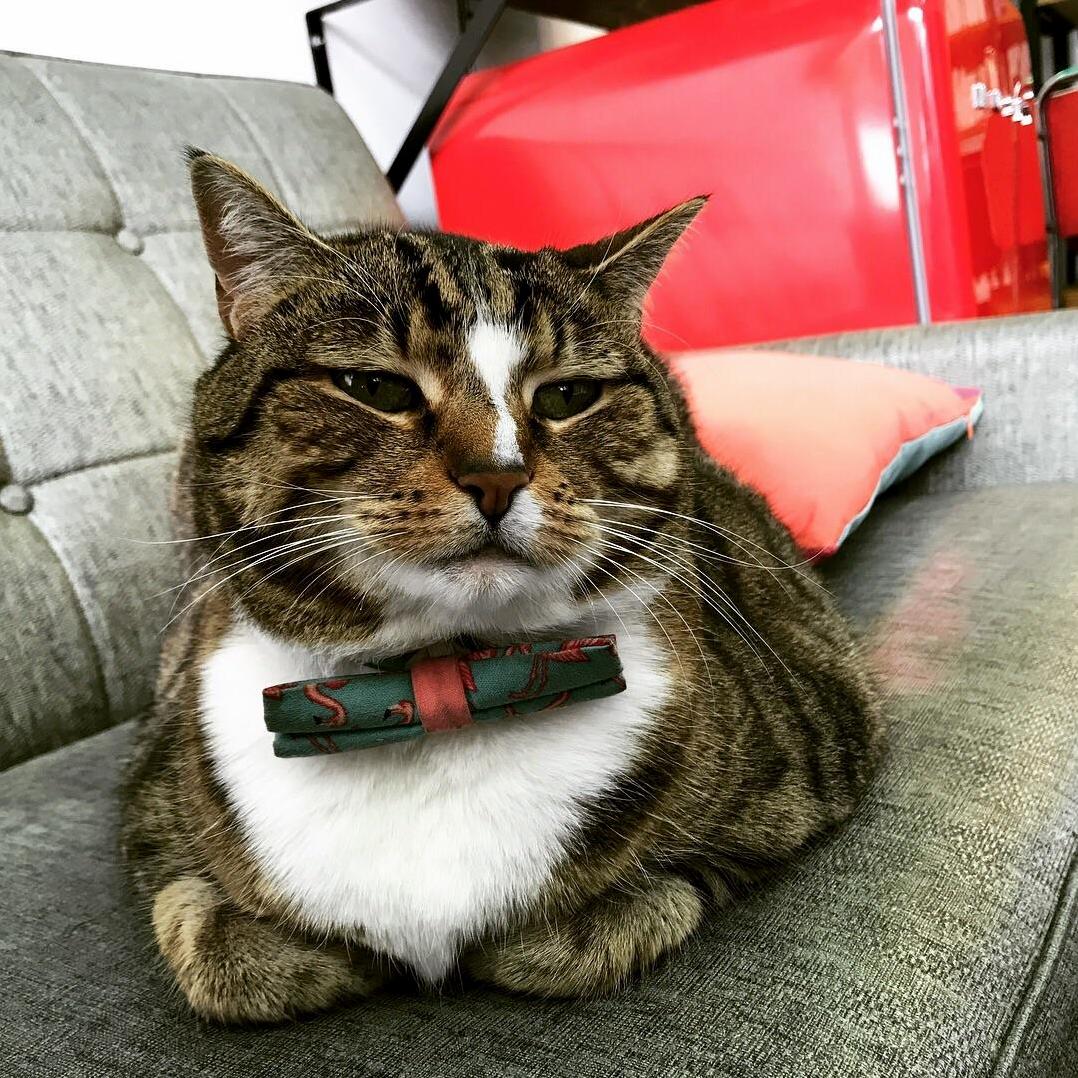 The Hair Salon I Went to Today Had a Resident Cat - Everyone Meet the Very Tubby Betty!