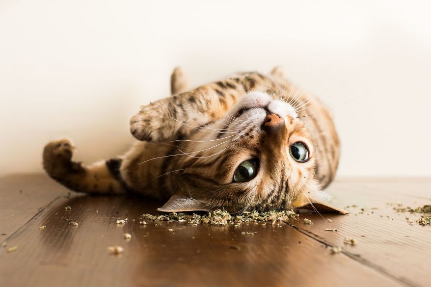 The Minnak Cat Unconscious. Because, Catnip Make a Magic Touch...