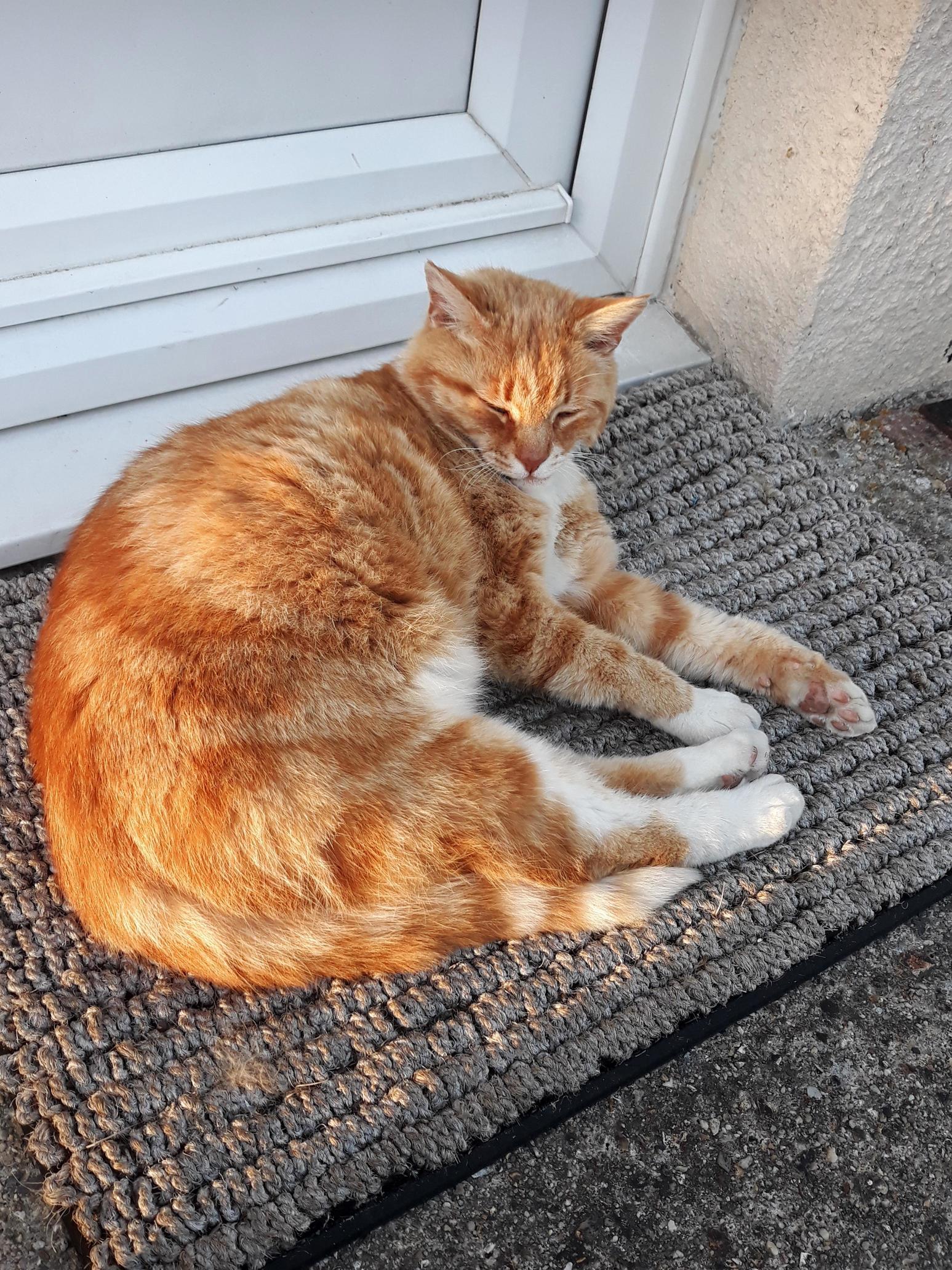 The Neighbours Cats Likes Sleeping on My Door Step. Love Getting Cuddles When I Get Home
