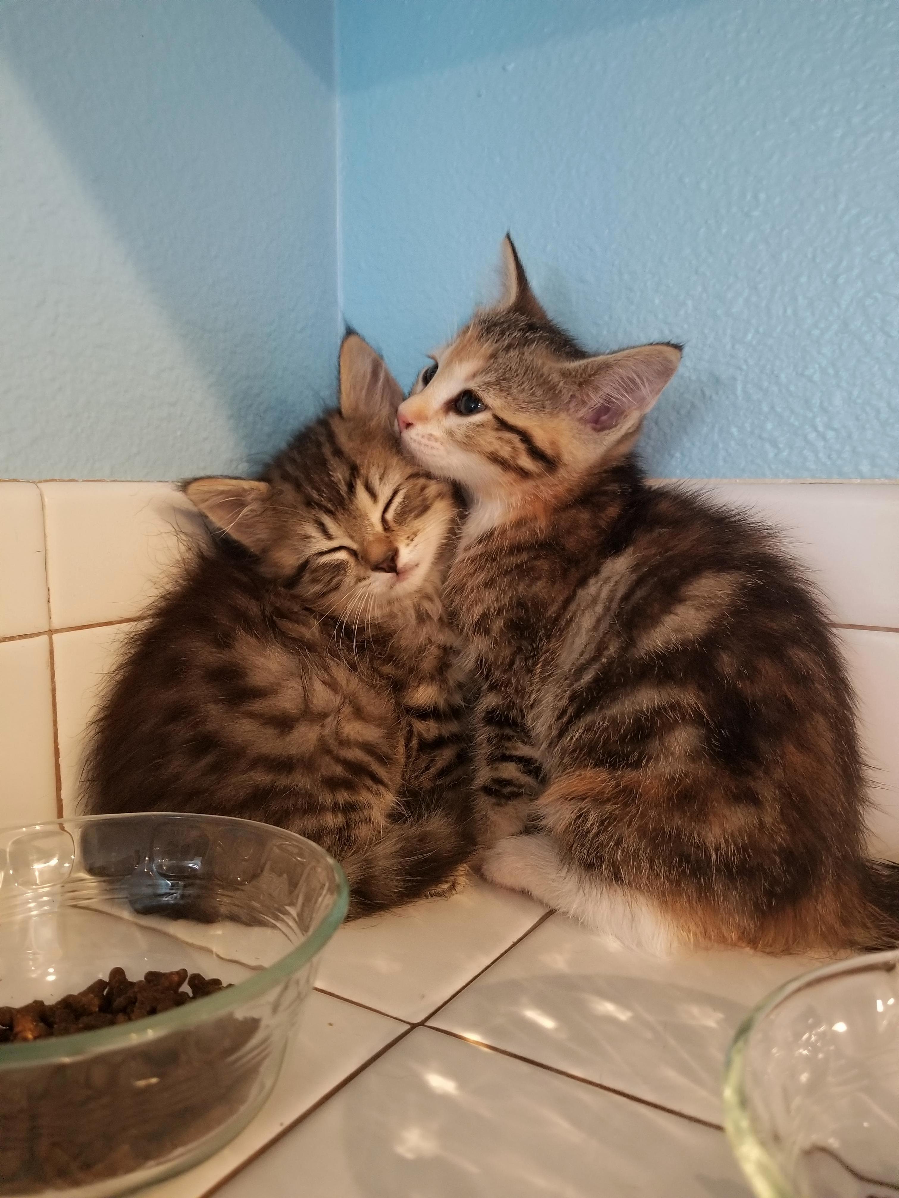 These Two Sisters Came to Live with Me Today