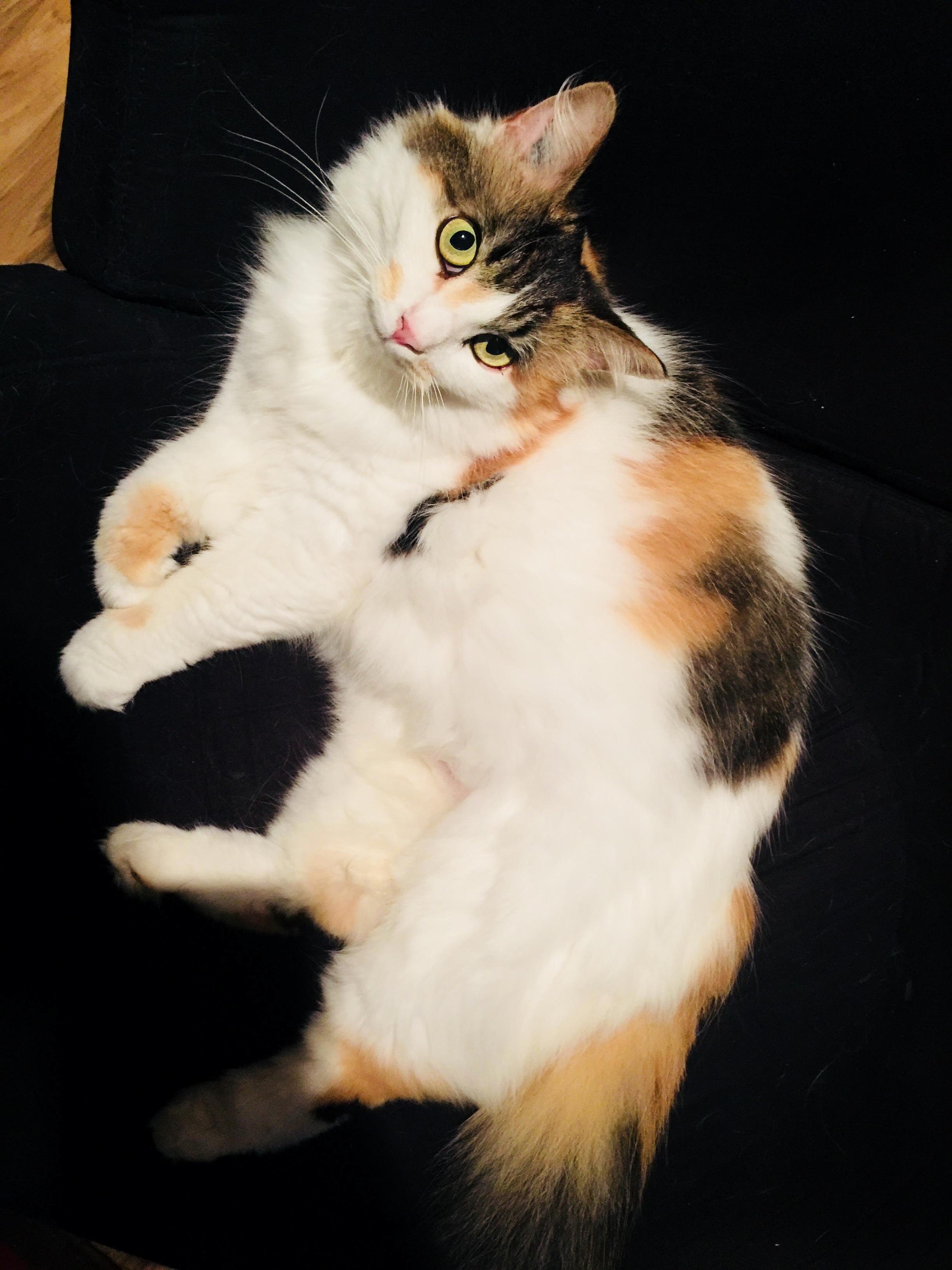 This Is Athena, My 3 Year Old Beauty. She Is No Longer with Us.