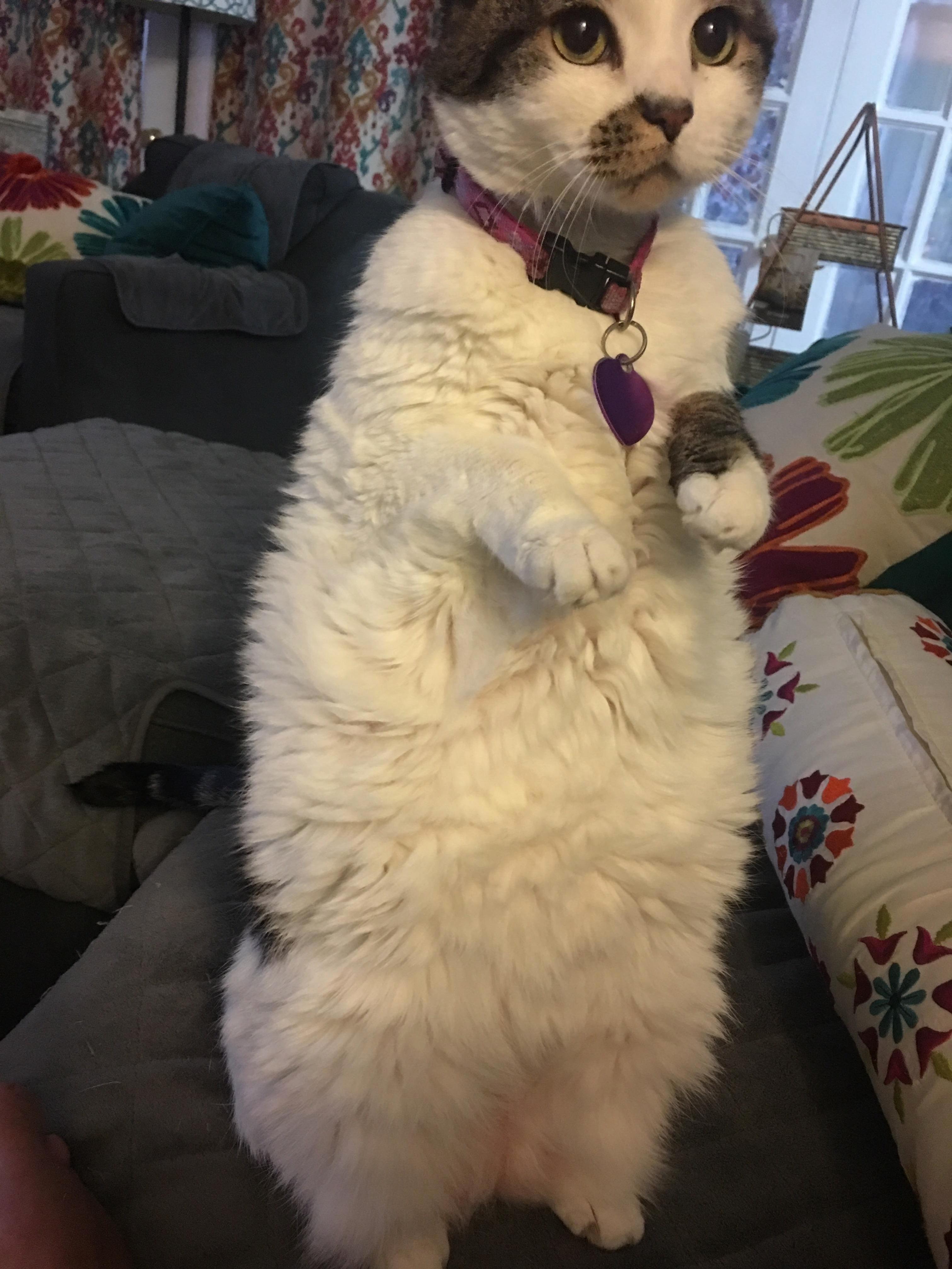 This Is Bentley. She Does This When You Eat Near Her.