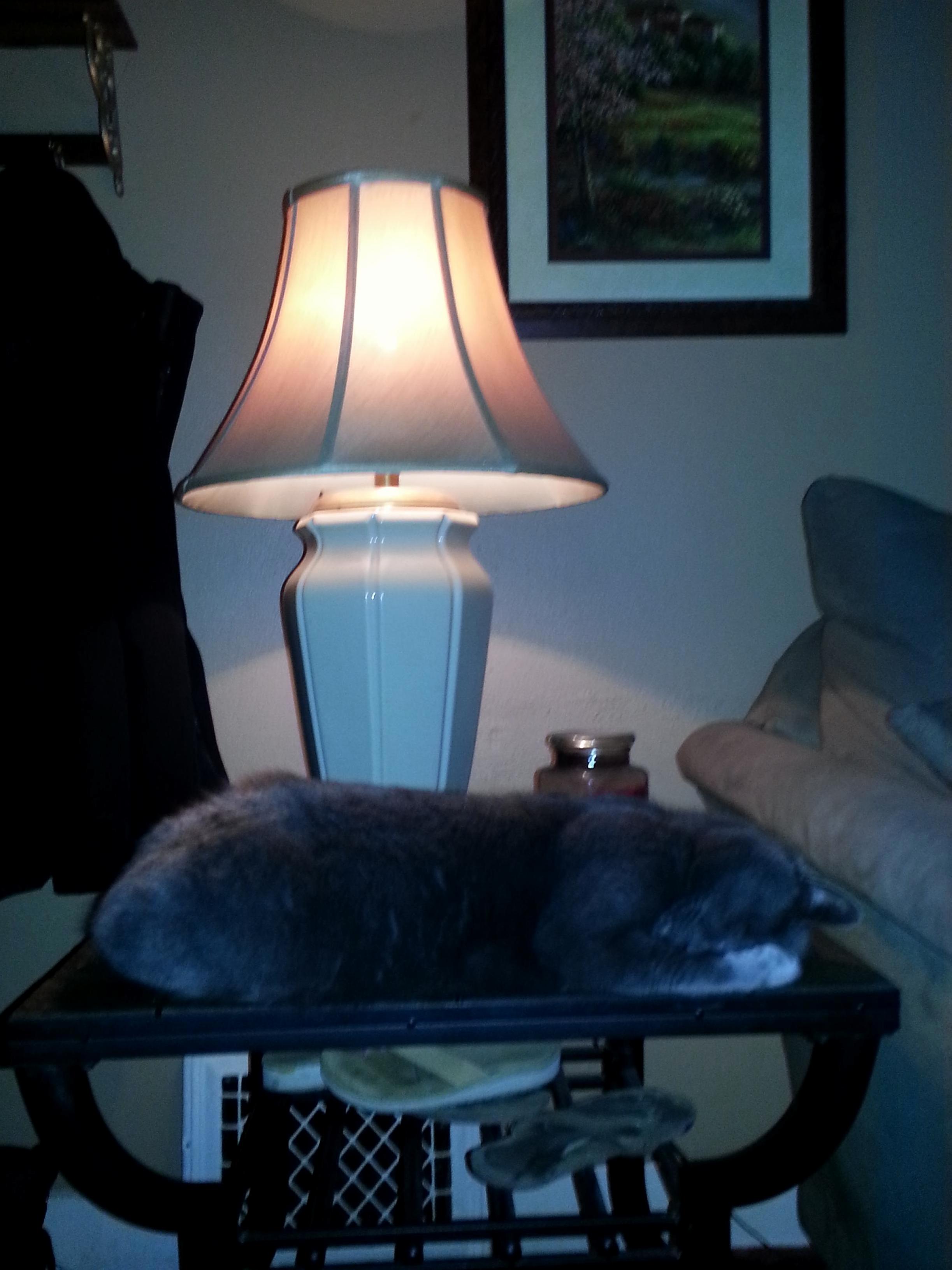 This Is Charlie, the Worlds Chillest Cat, in His Favorite Odd Spot.