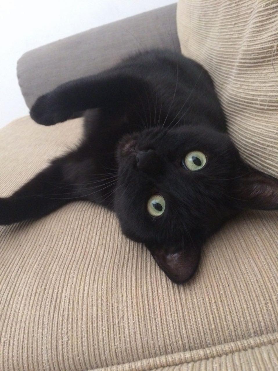 This Is Chuck. We Adopted Him 7 Years Ago