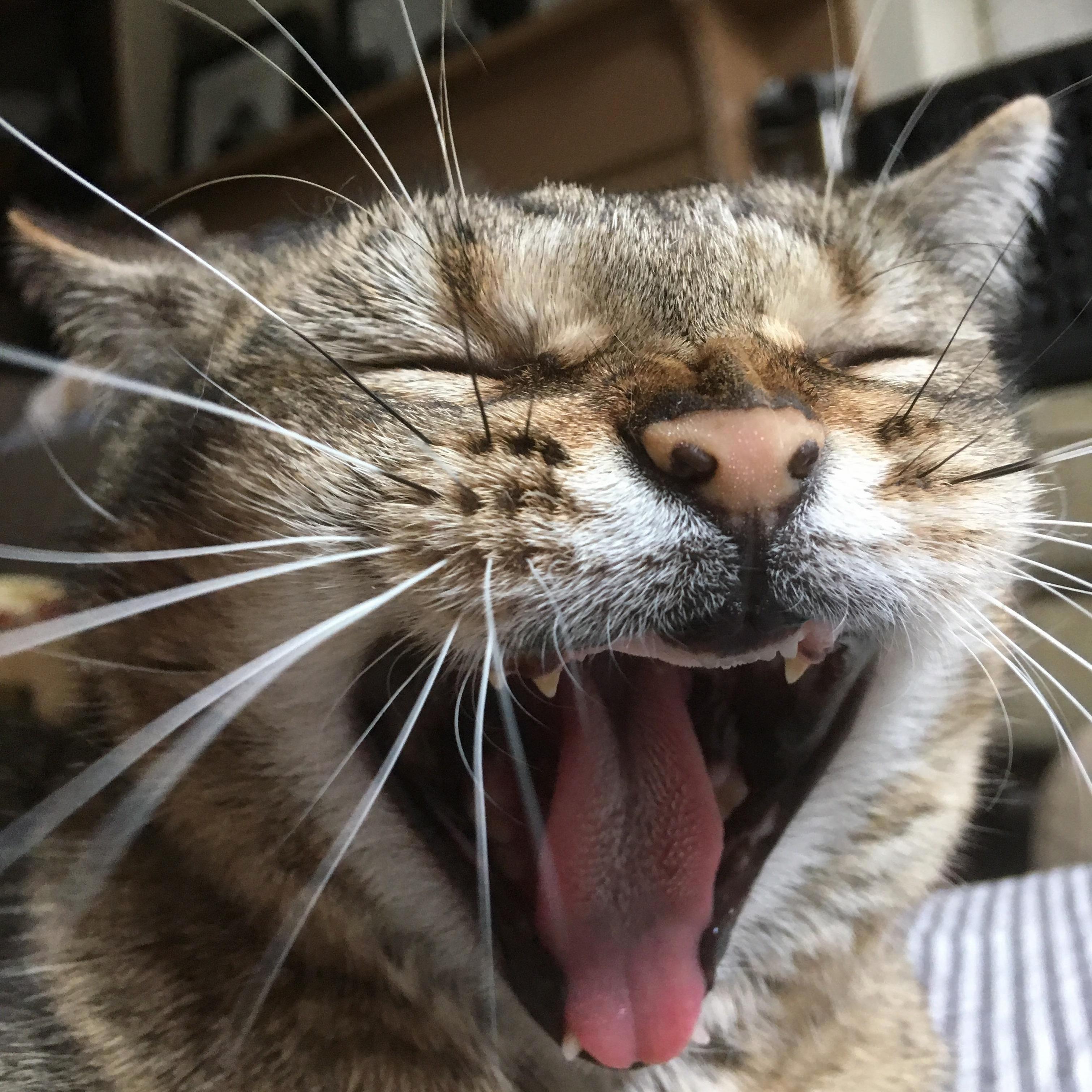 This Is Cosima. She Is Missing Her Top Teeth.