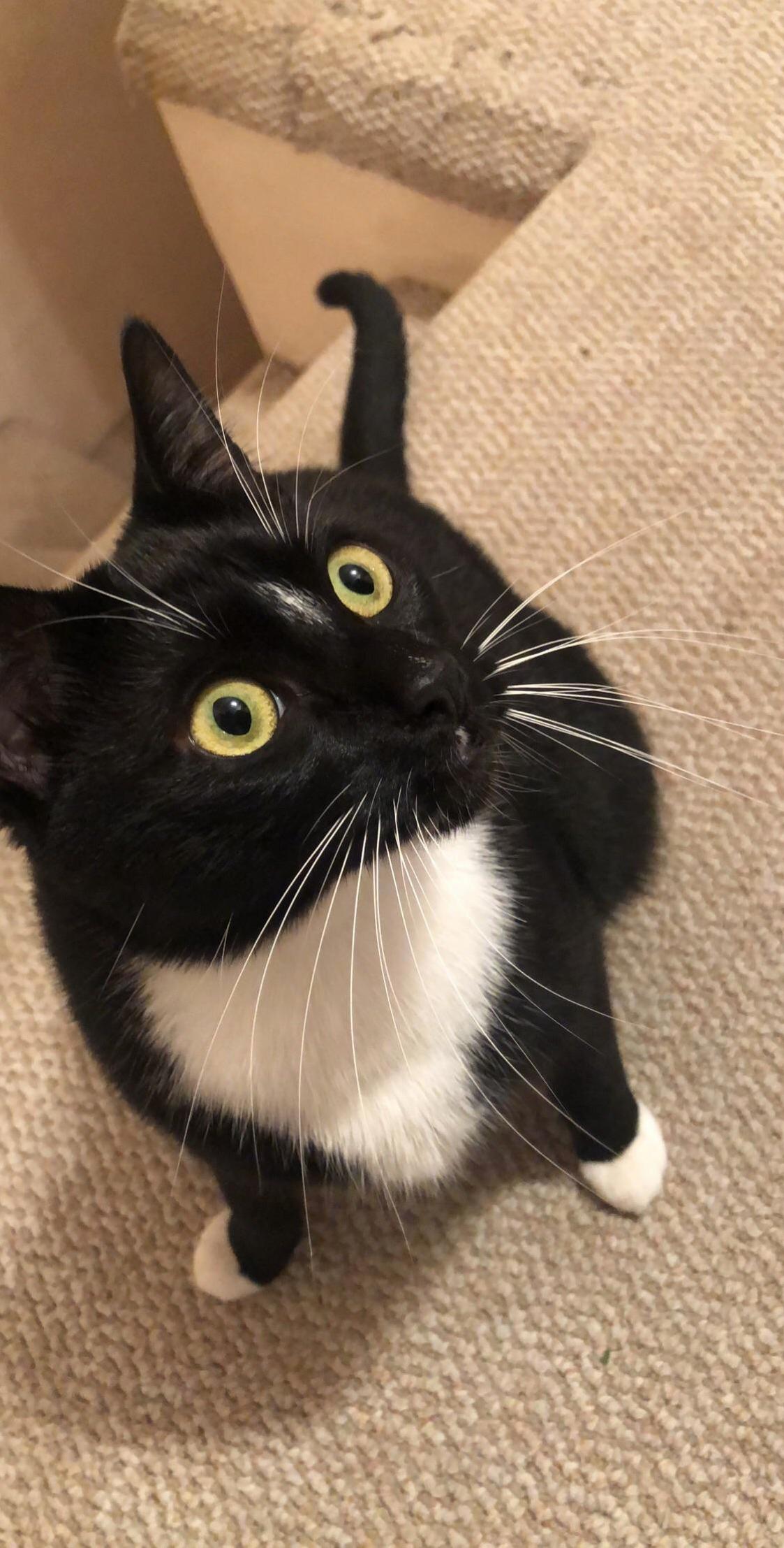 This Is Cricket
