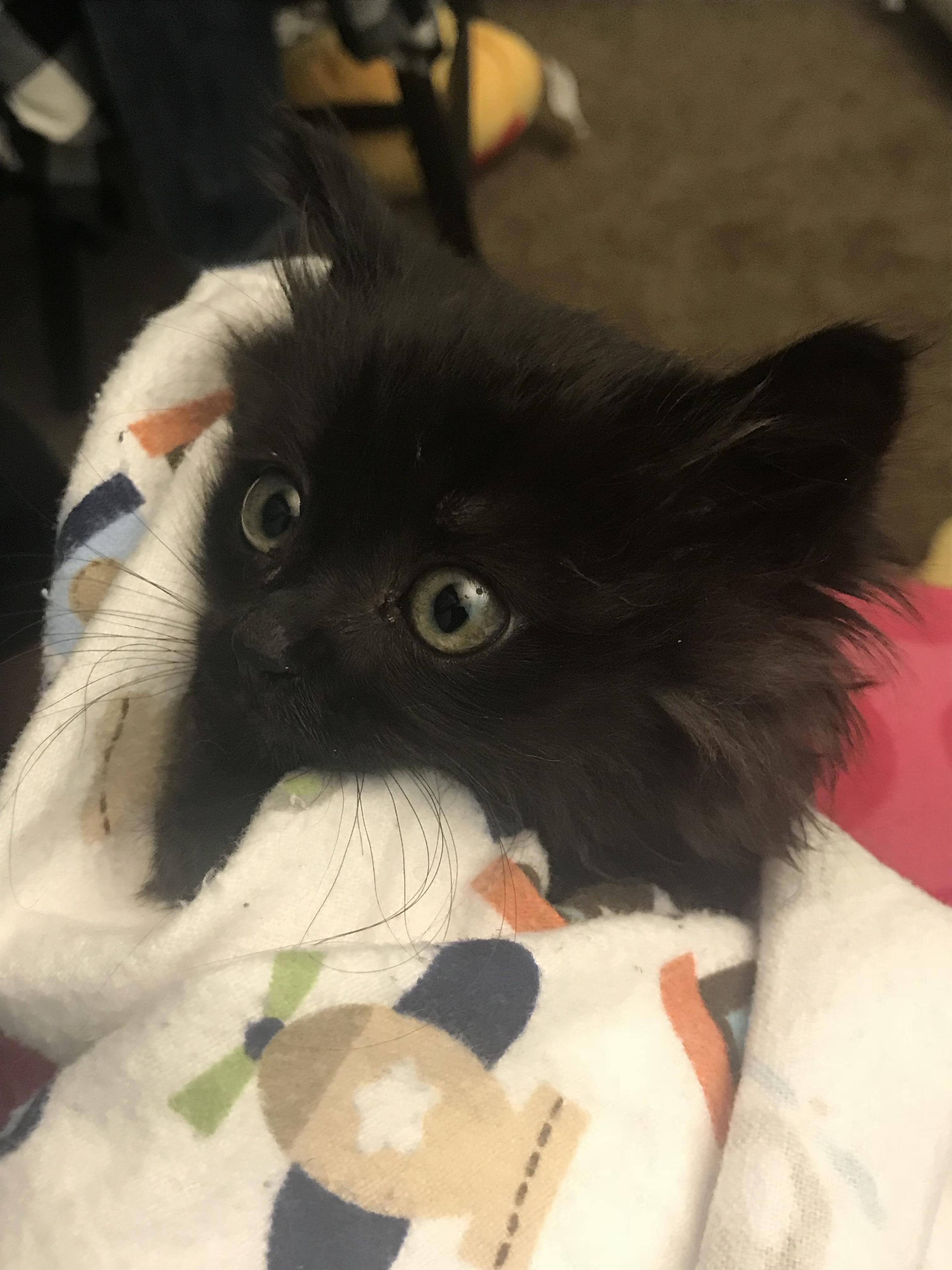 This Is Grizzly, About 4-5 Weeks Old and His Having a Hard Time Using the Potty. Any Tips on Training a Kitten to Use a Litter Box