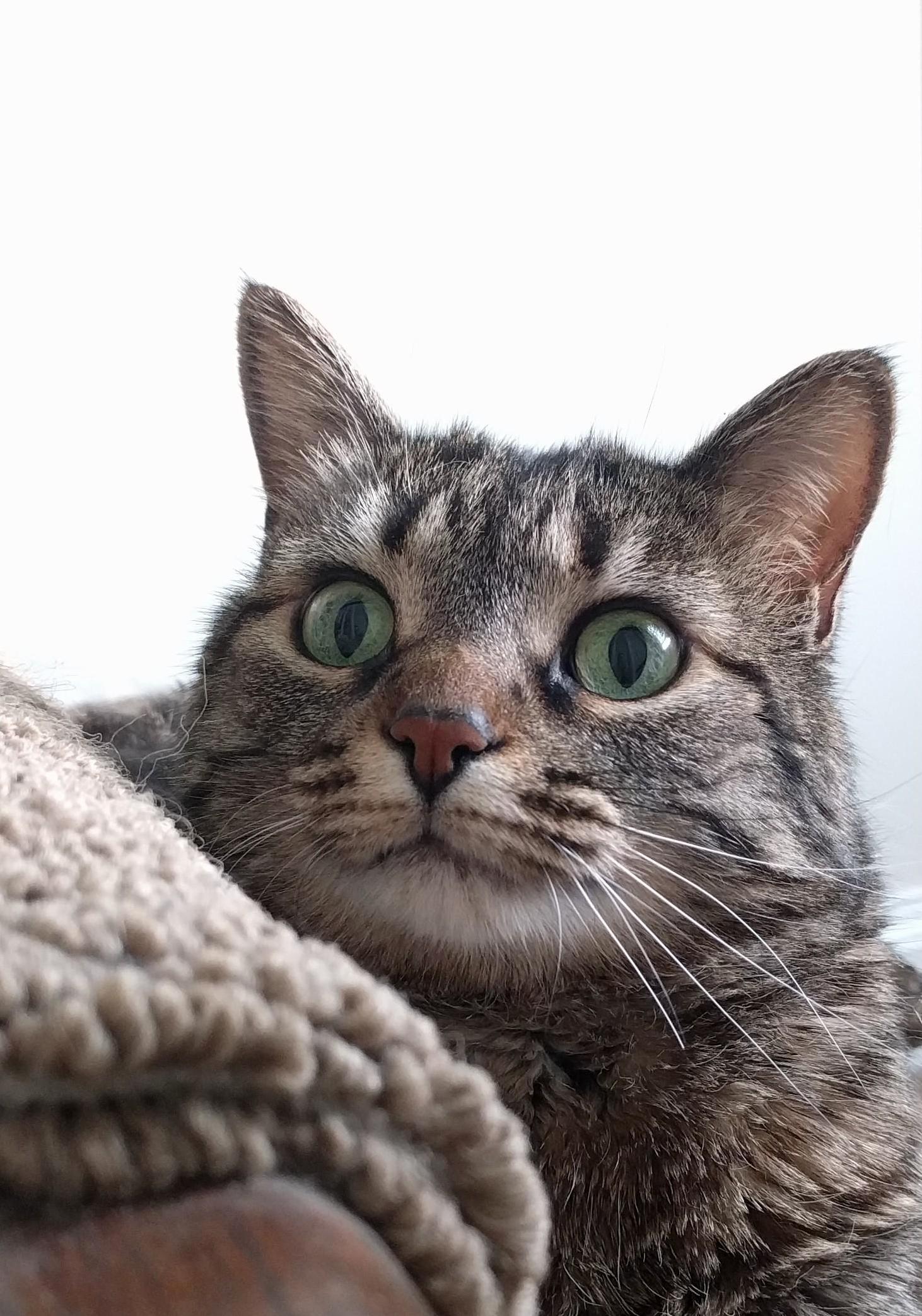 This Is Jasper.