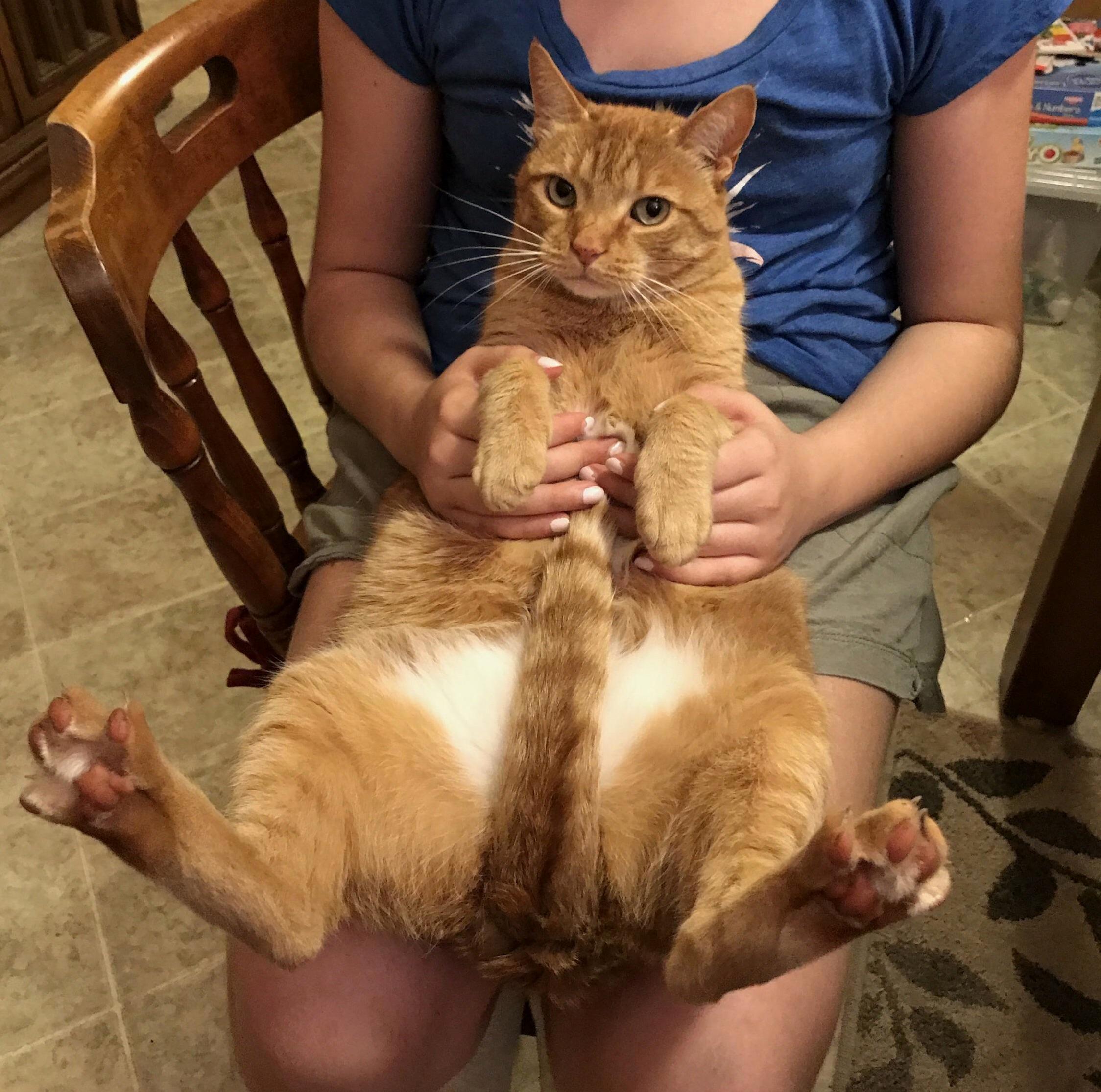 This Is My Very Manly Cat, Peach. He Doesnt Mind Being Held Like This.