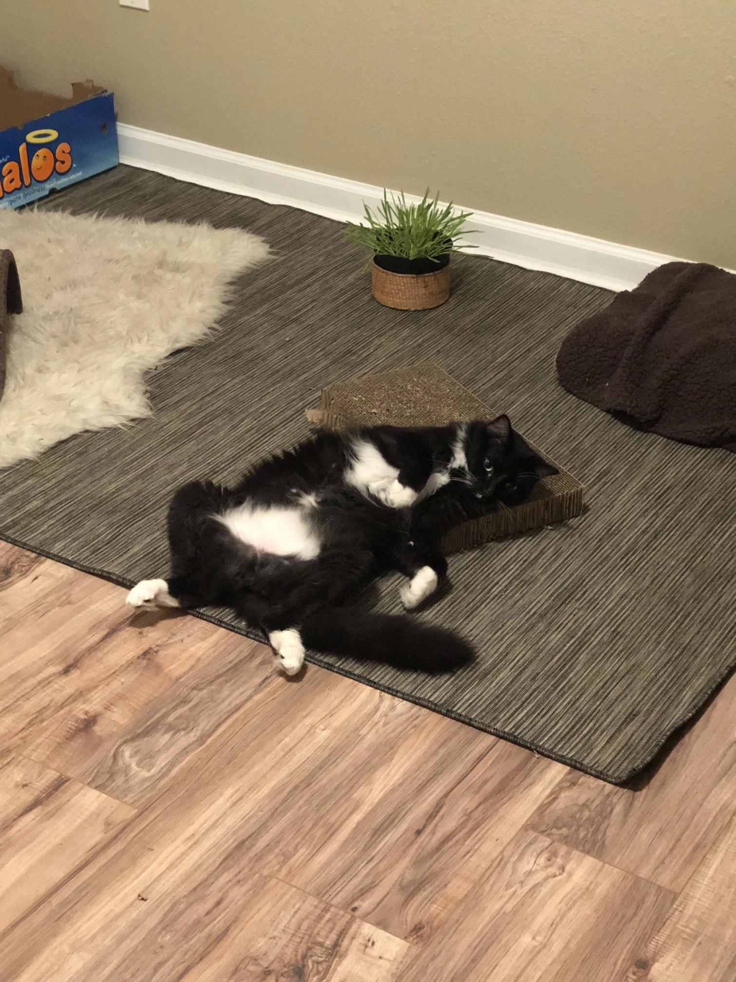 This Is Opie. Dont You Dare Interrupt Him While Hes in the Cat Room.