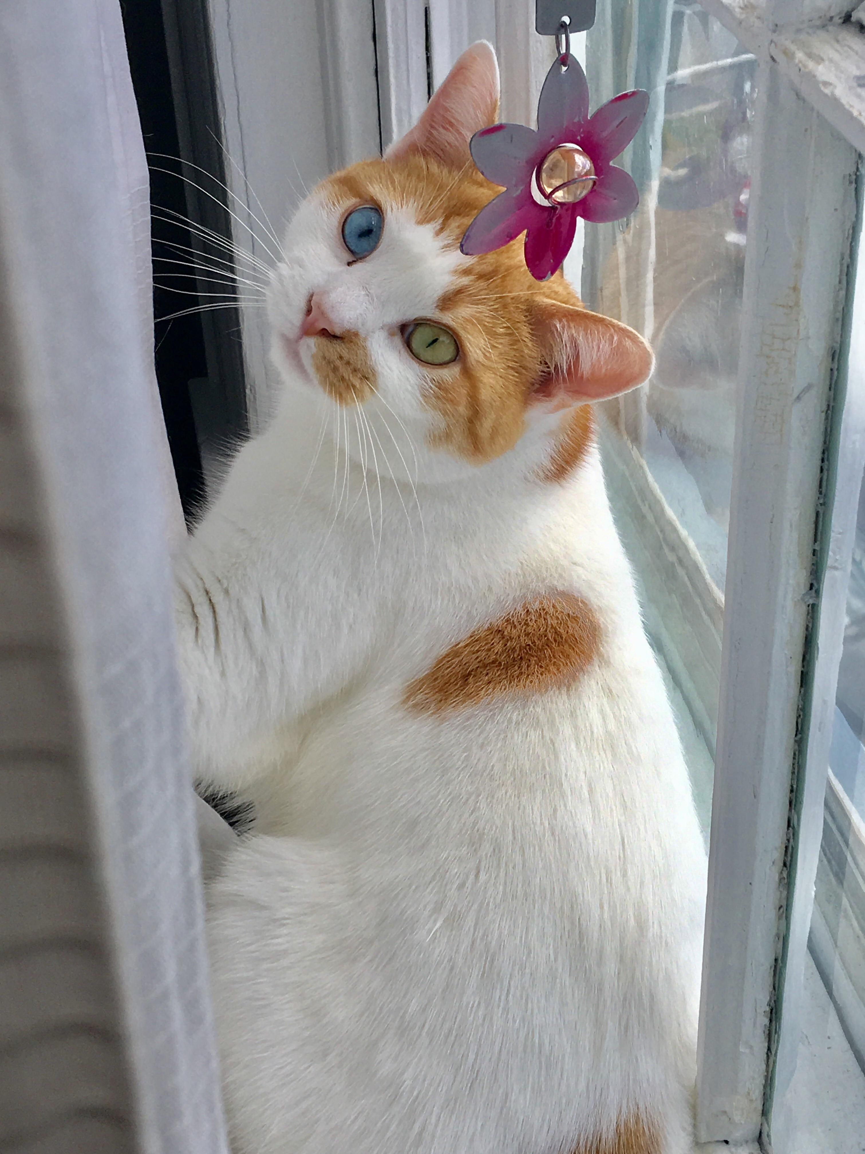 This Is Oscar. Hes a Precious Bean and I Love Him.