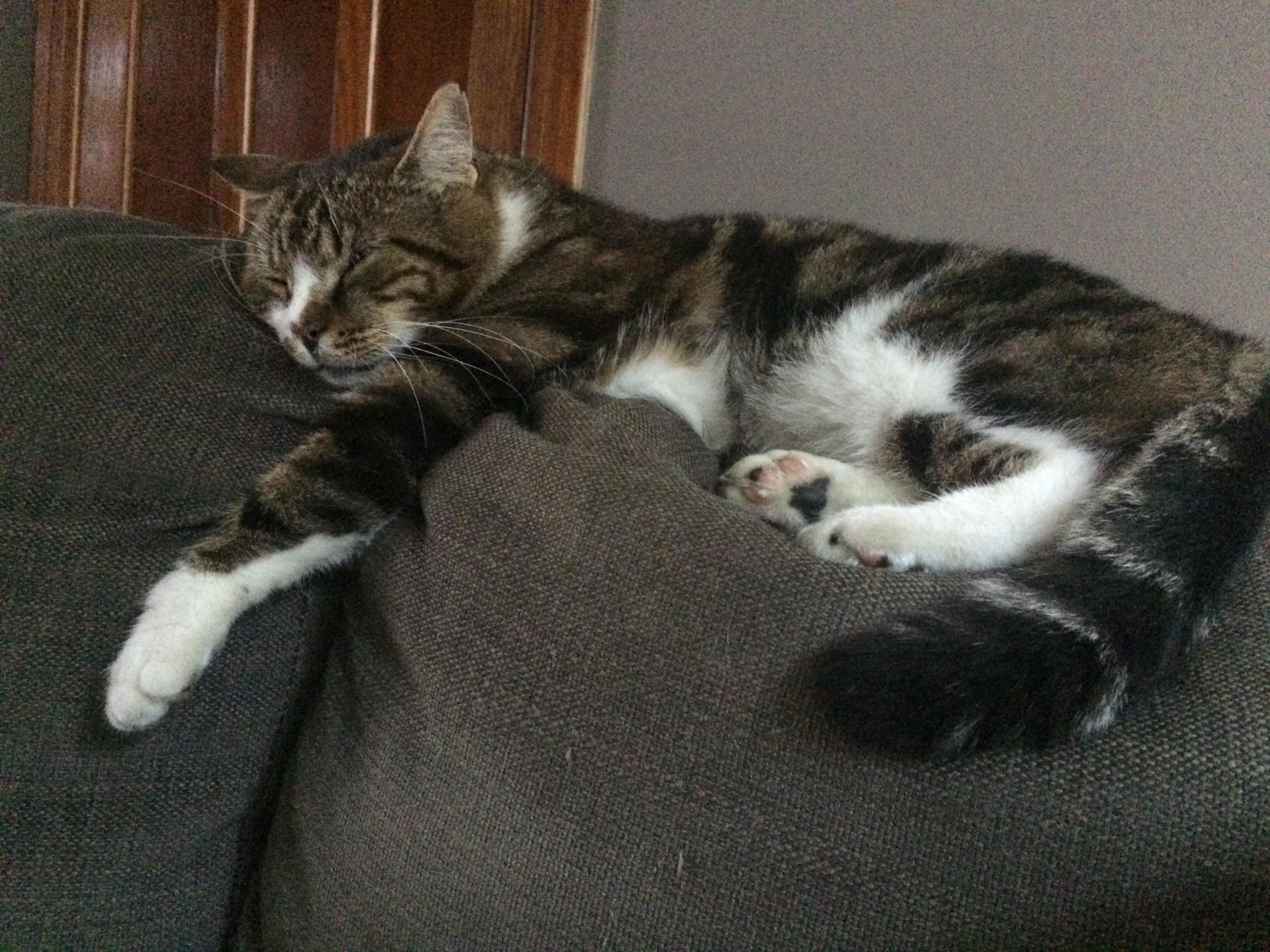 This Is Patrick. He Is Twelve and Always Falls Asleep When We Watch Tv!