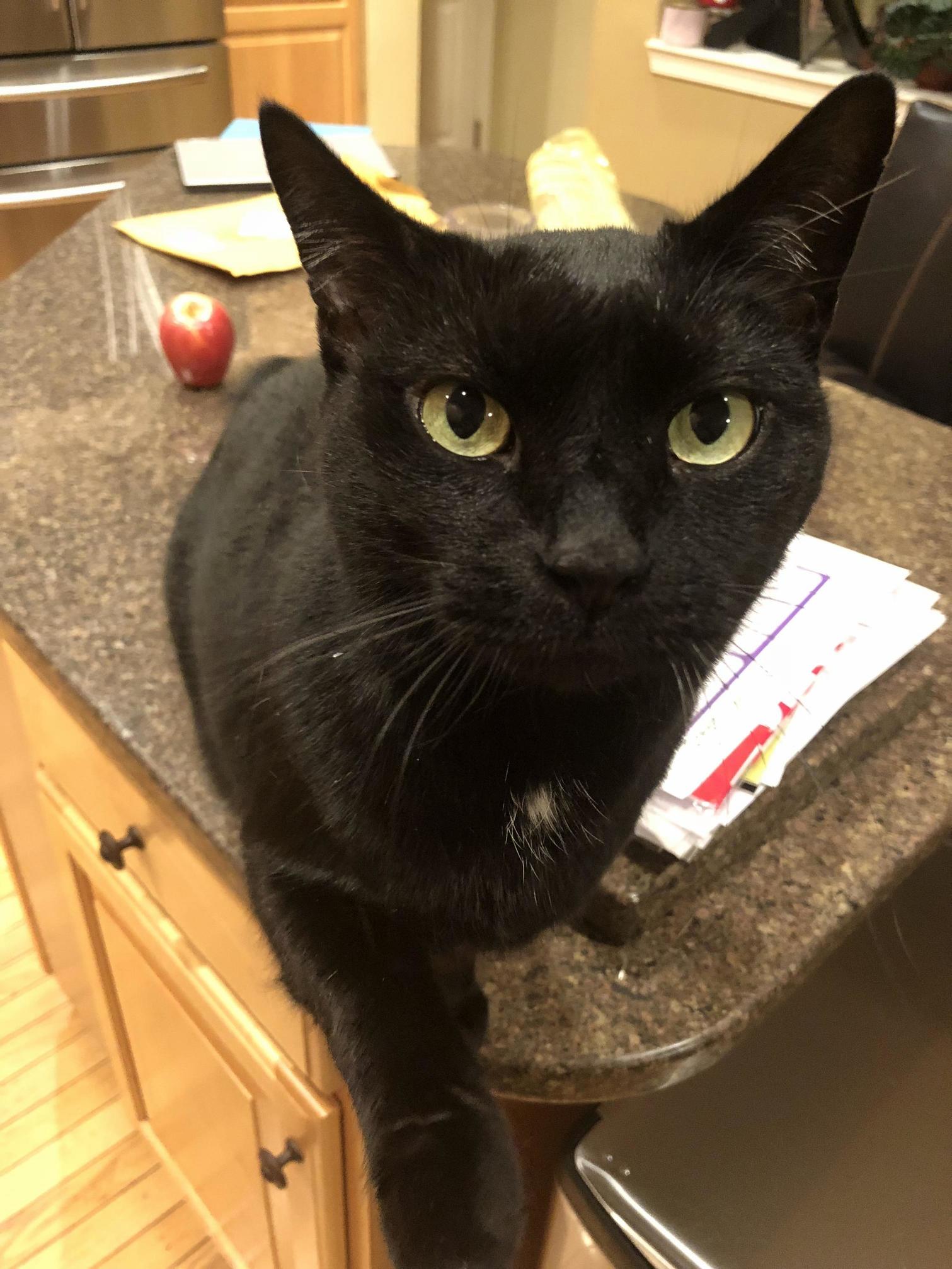 This Is Sammy. He Loves Attention.