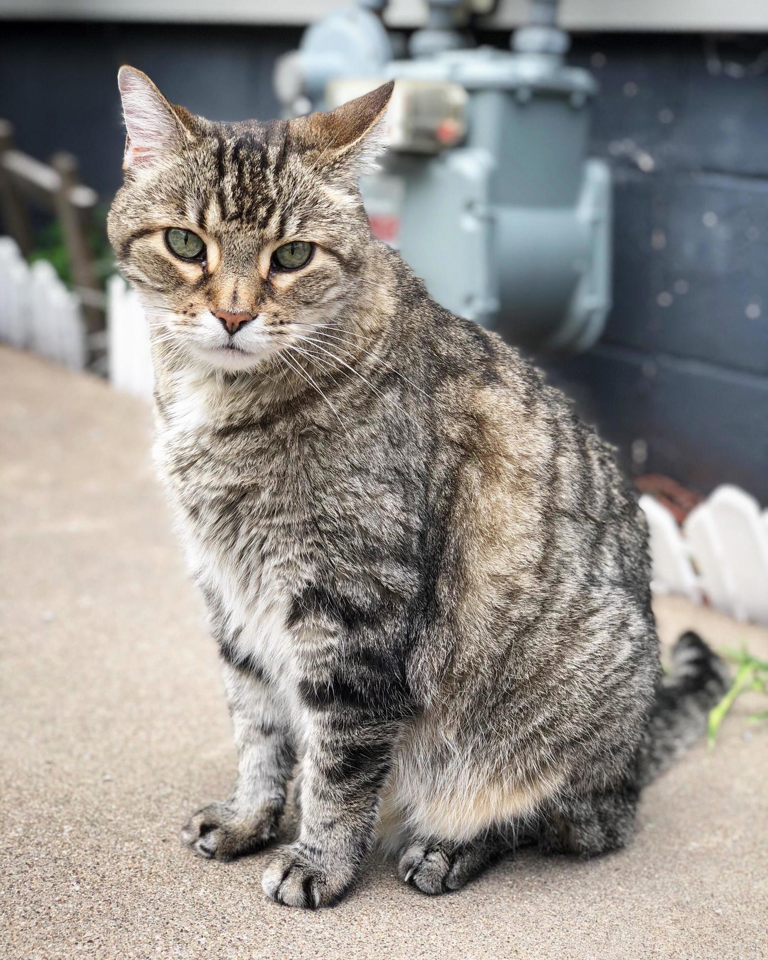 This Is Snickers, Hes Around 14 Years Old or So.