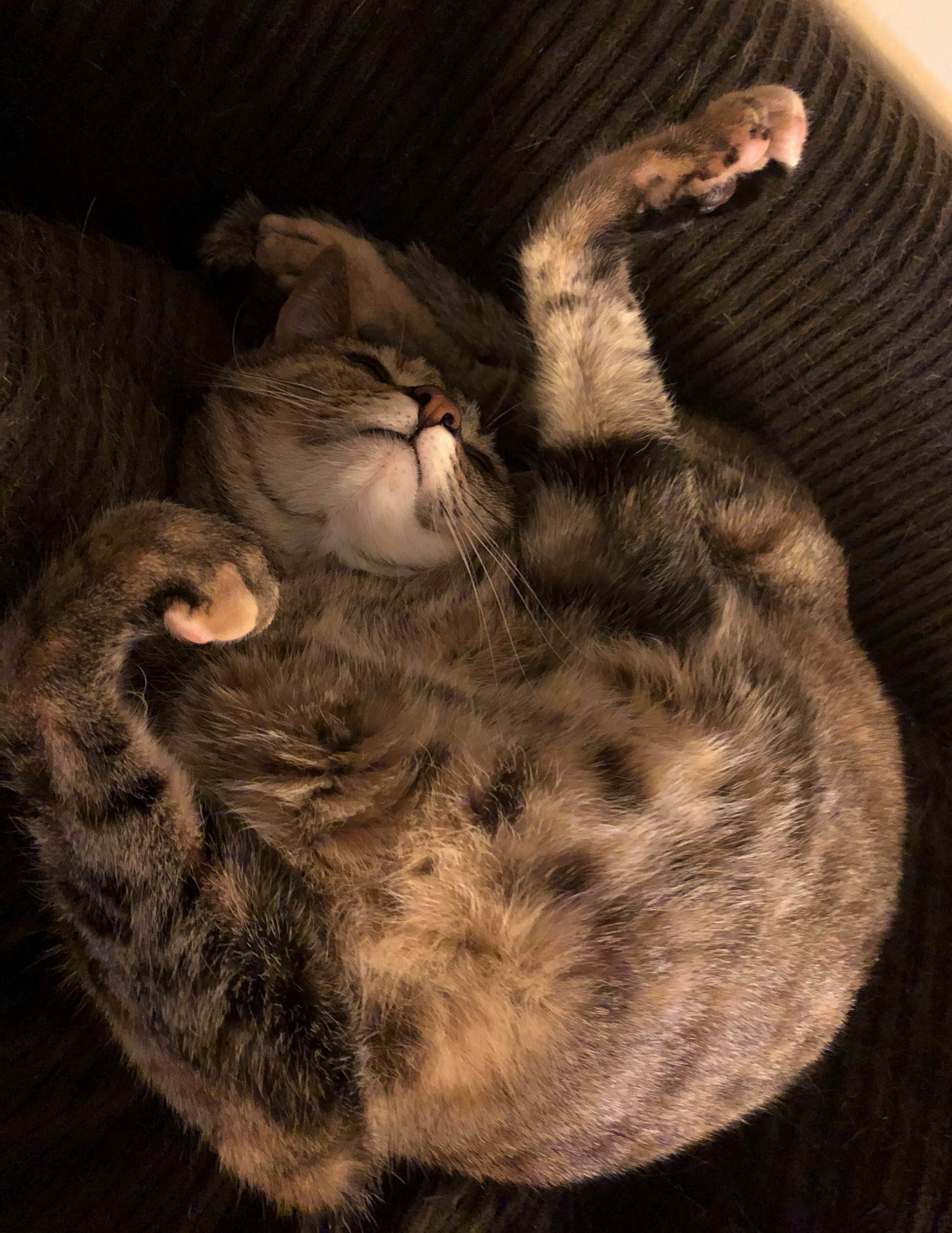 This Is Supposed to Be a Cat, but I Think I Assembled It Wrong.
