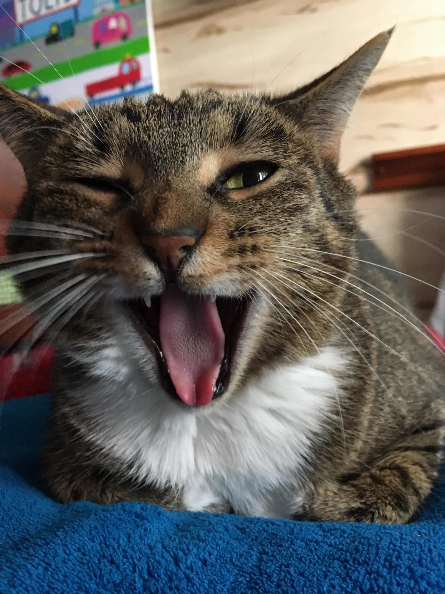 This Picture of Cookie Looks Like She Is Winking