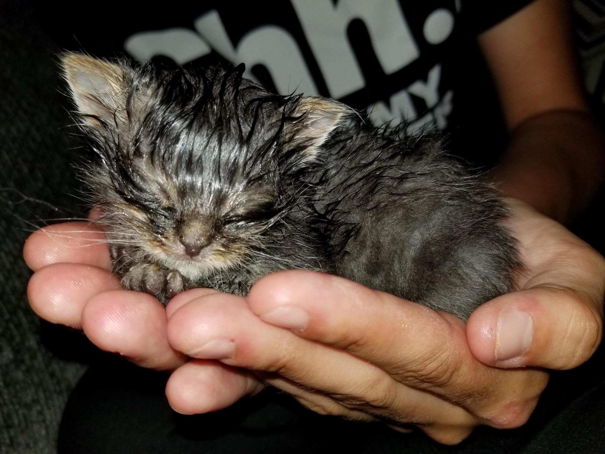 Tiny Floyd. Girlfriends Small Hands for Scale