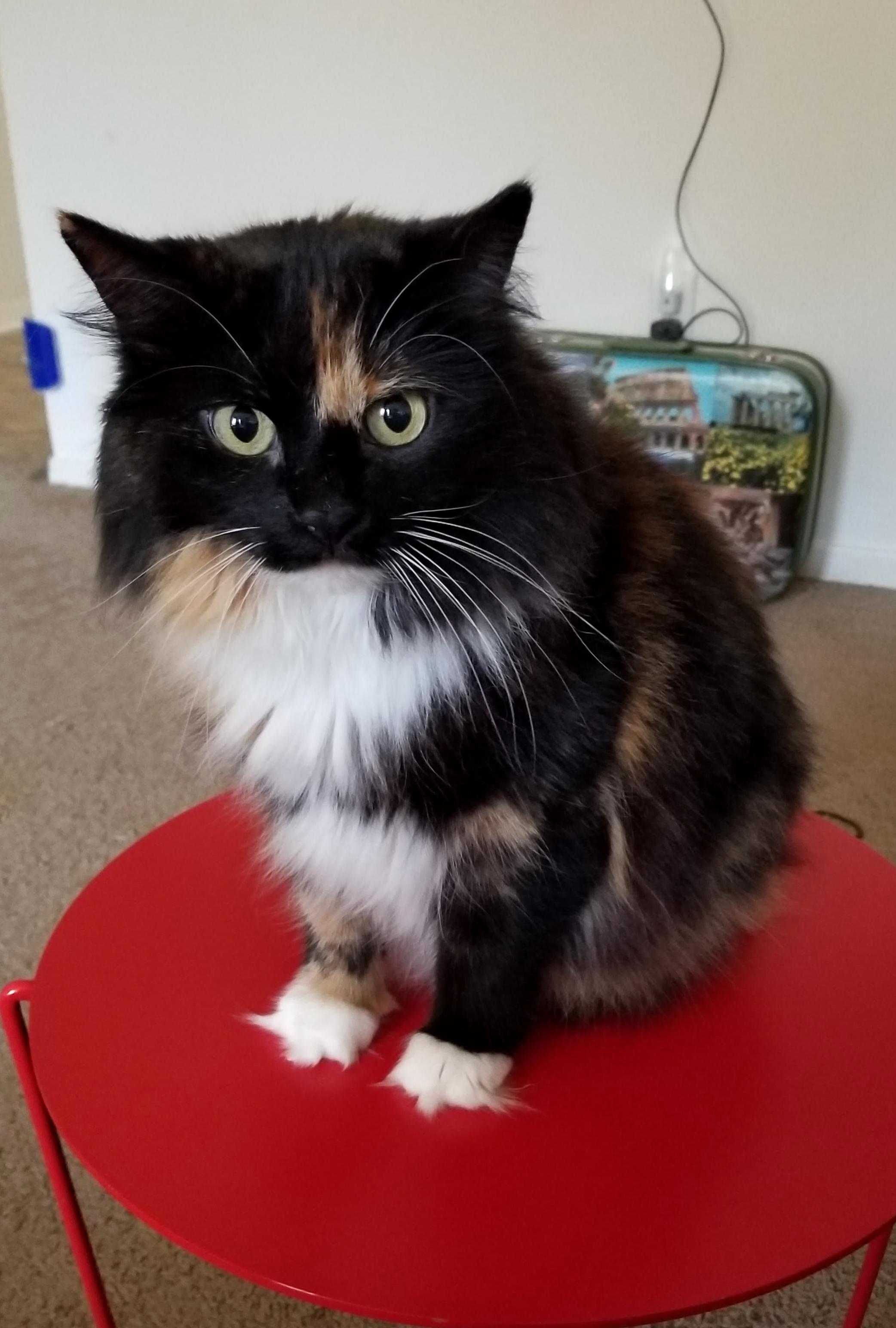 Today Is Calis 10th Birthday!