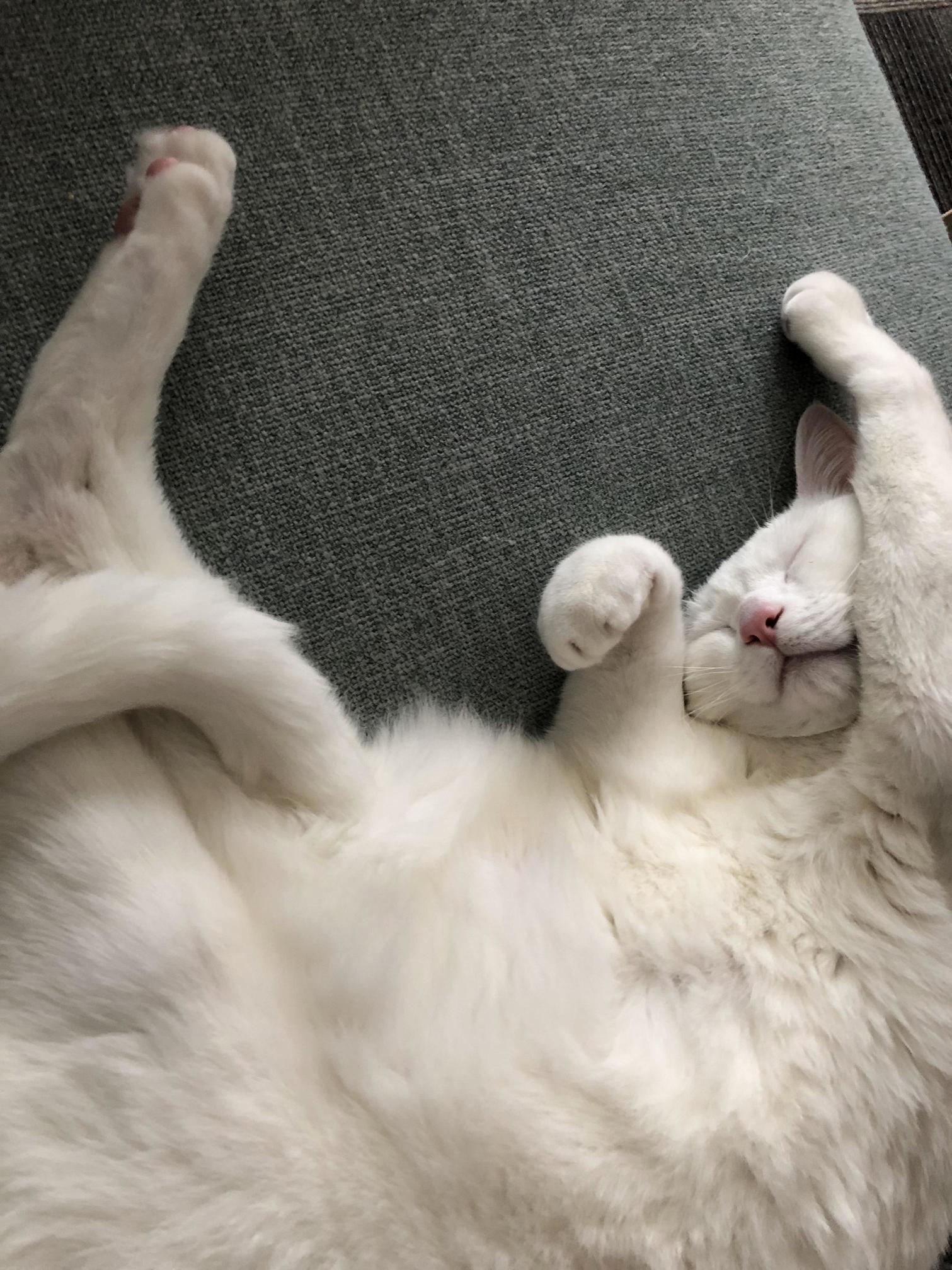Todays Nap