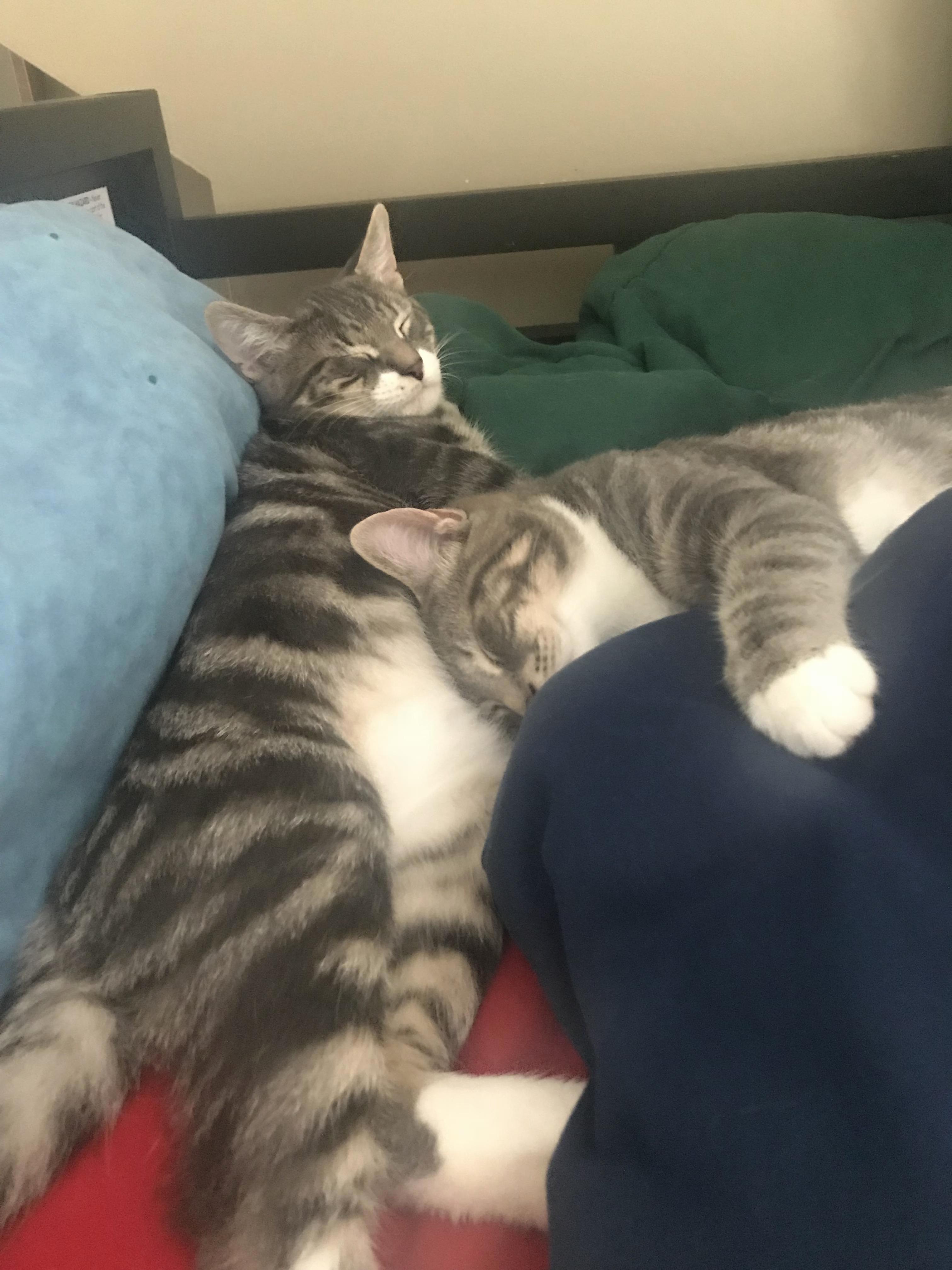 Two of My Friends Four Kitties. Reddit, Meet Violet and Henry Ruben