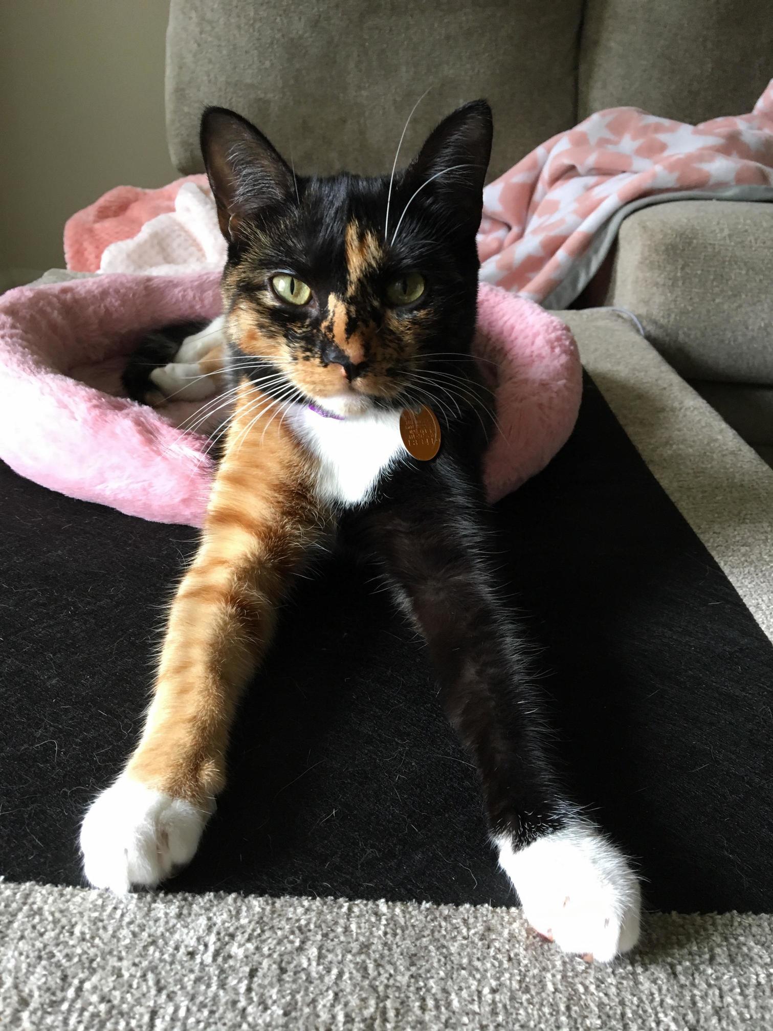 Update on Abandoned Cat Pet Request