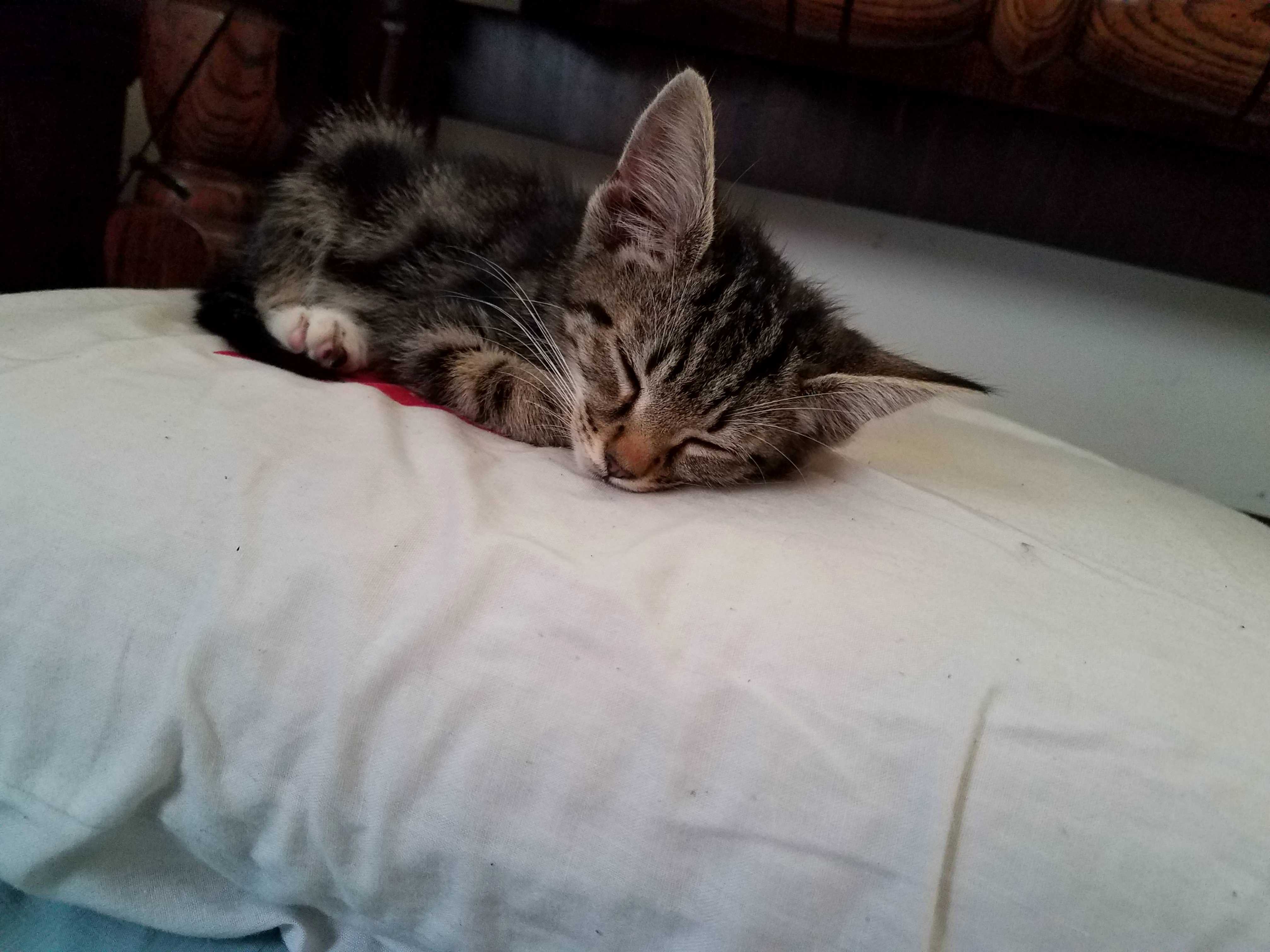 Was Going to Be Lazy and Lay Back Down but He Has Taken Over My Pillow.