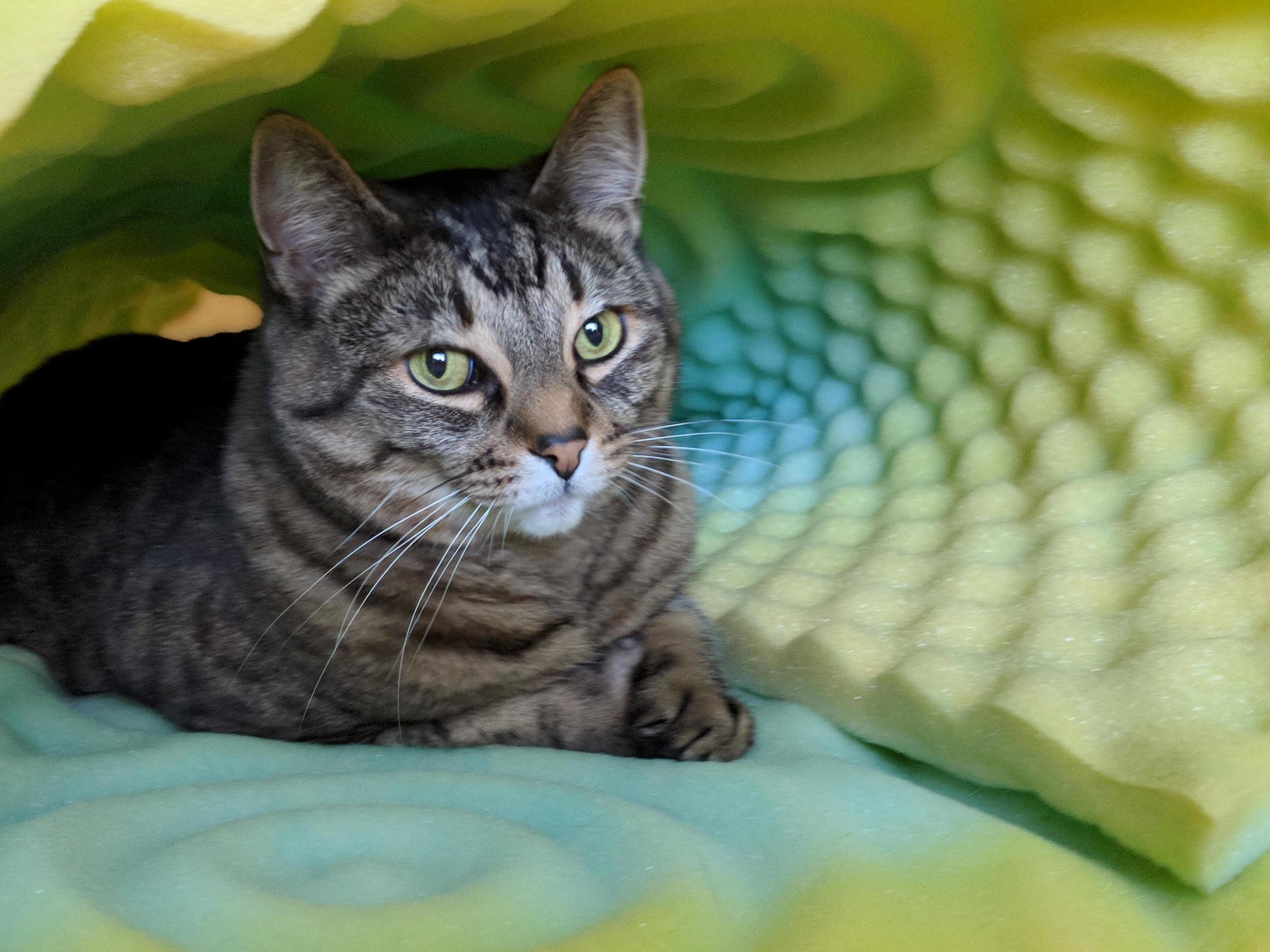 Was Trying to Put This Mattress Pad on a Bed, but Felix Was Just Too Cute Too Move!